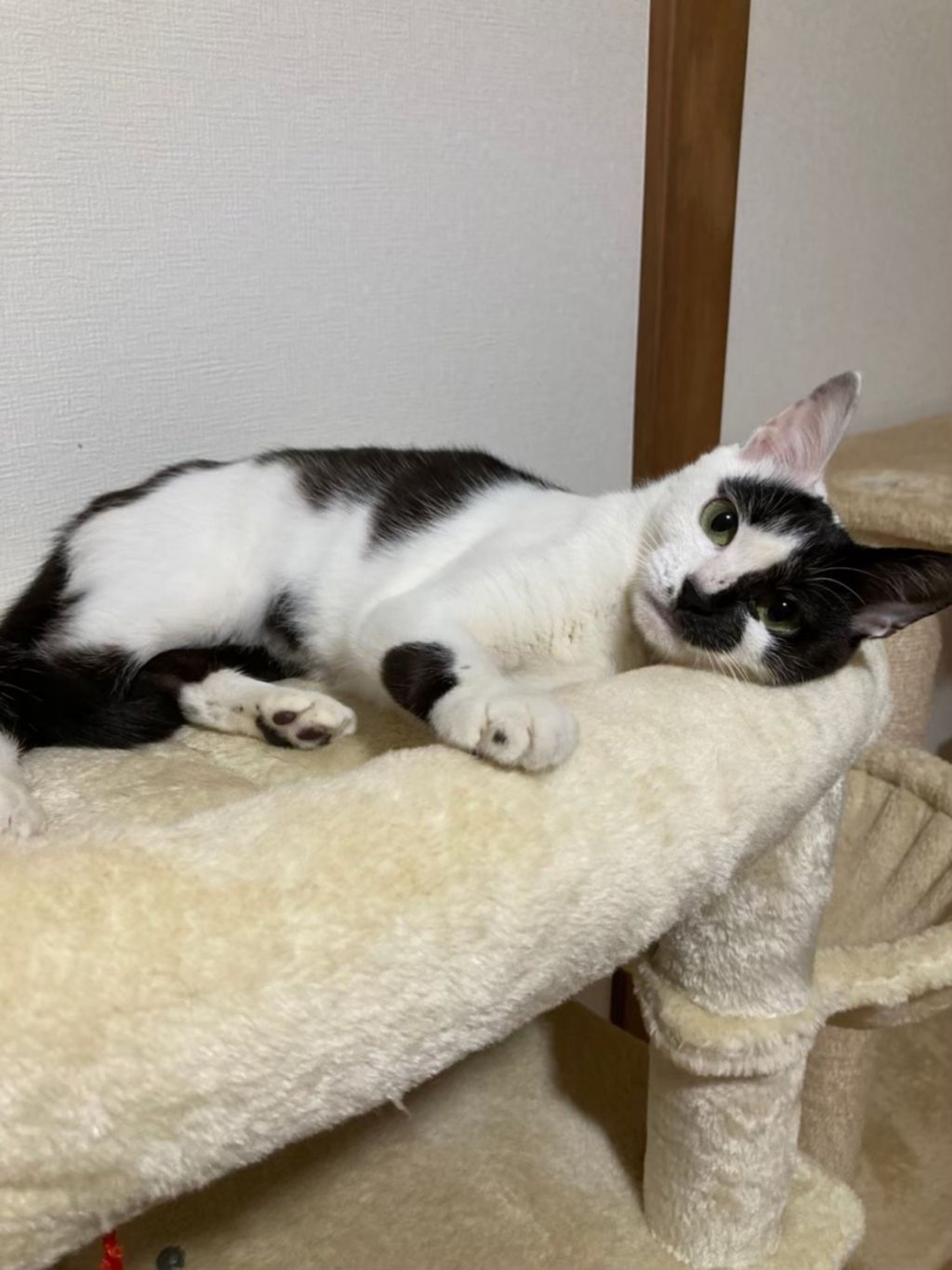 pet-image-4