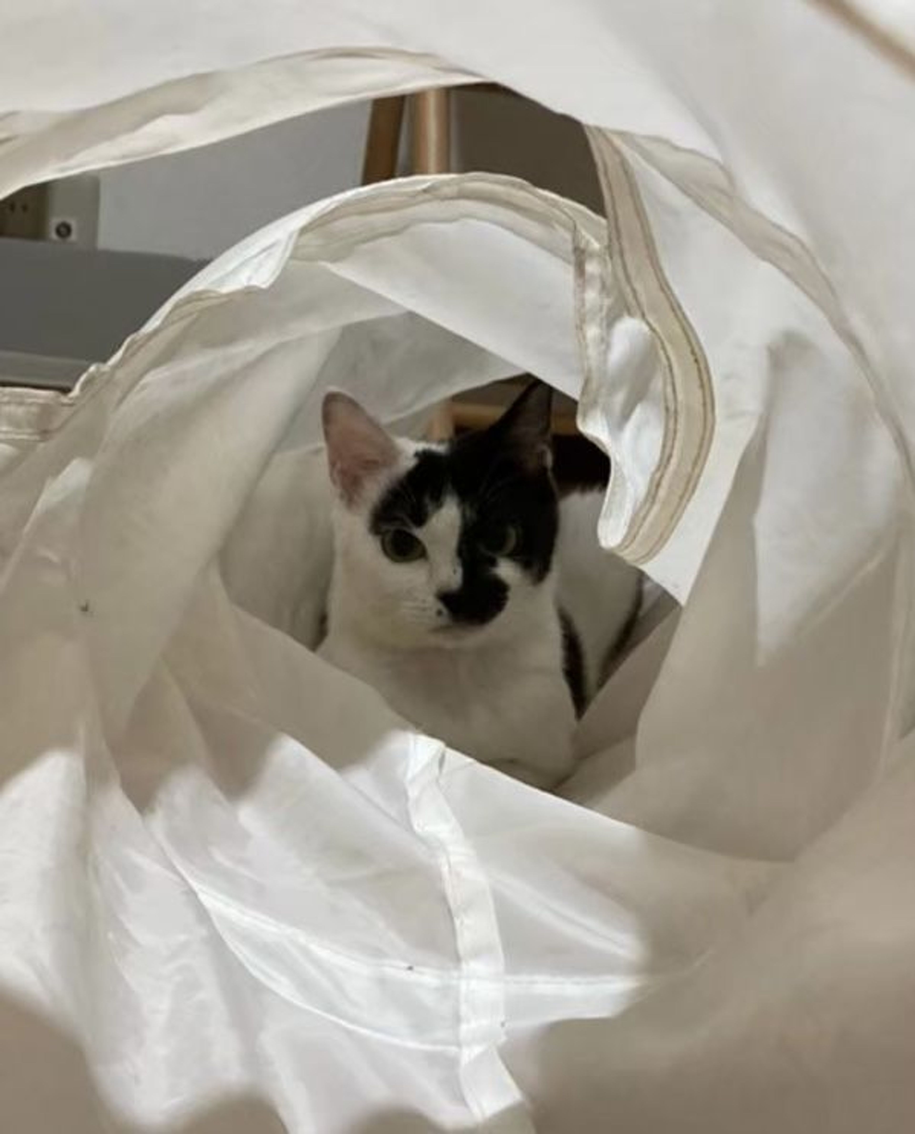 pet-image-5