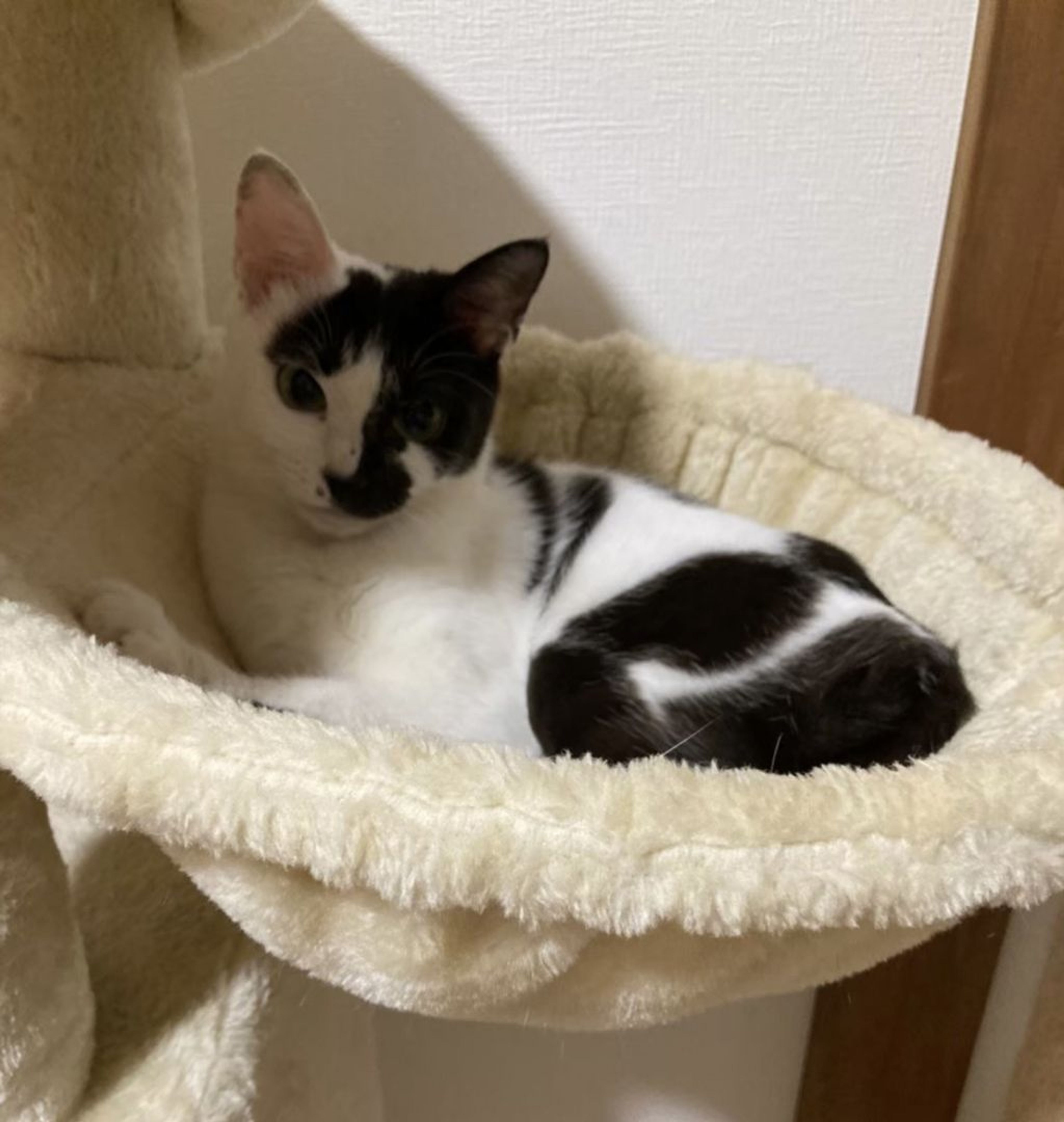 pet-image-6