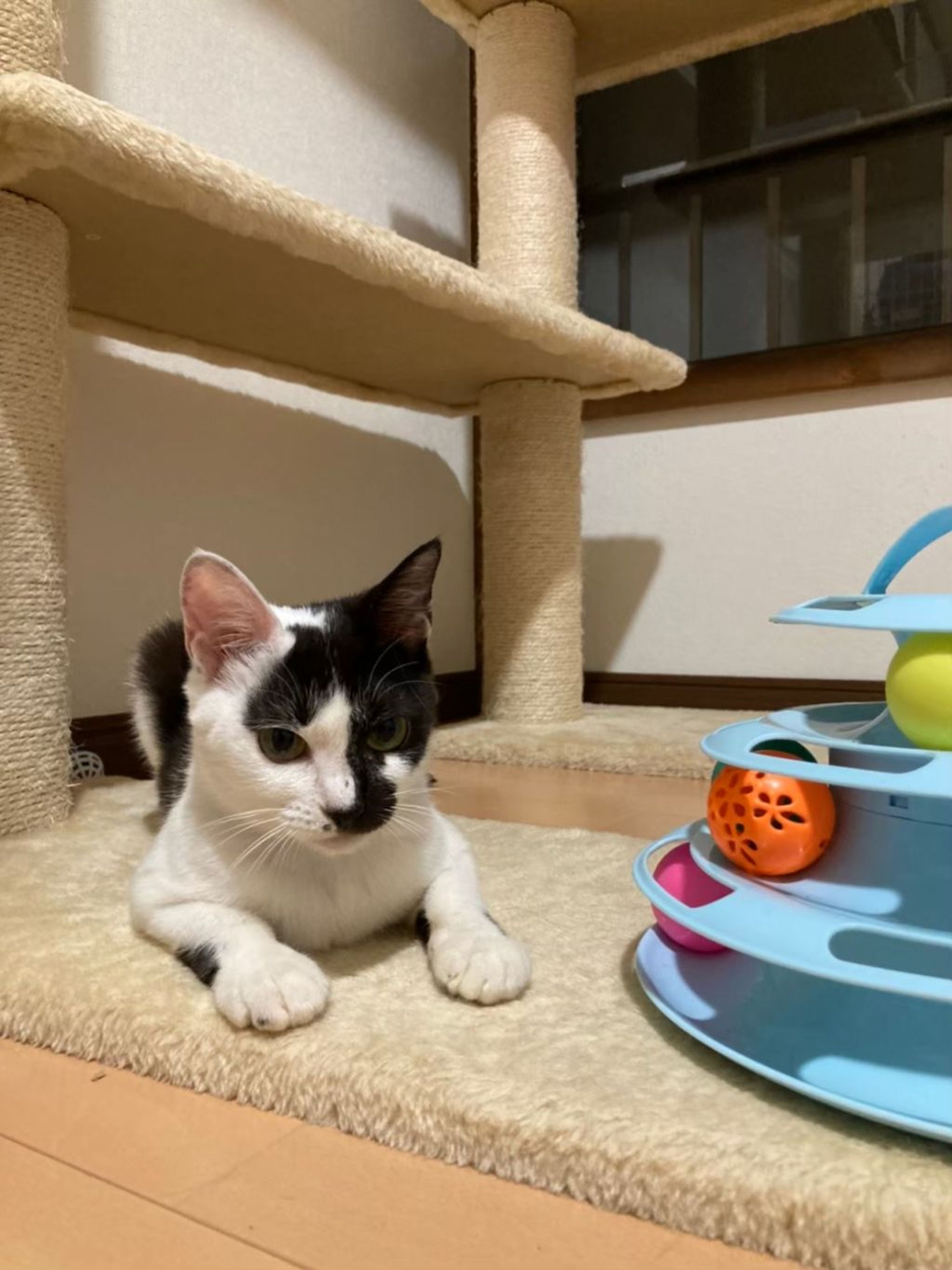 pet-image-7