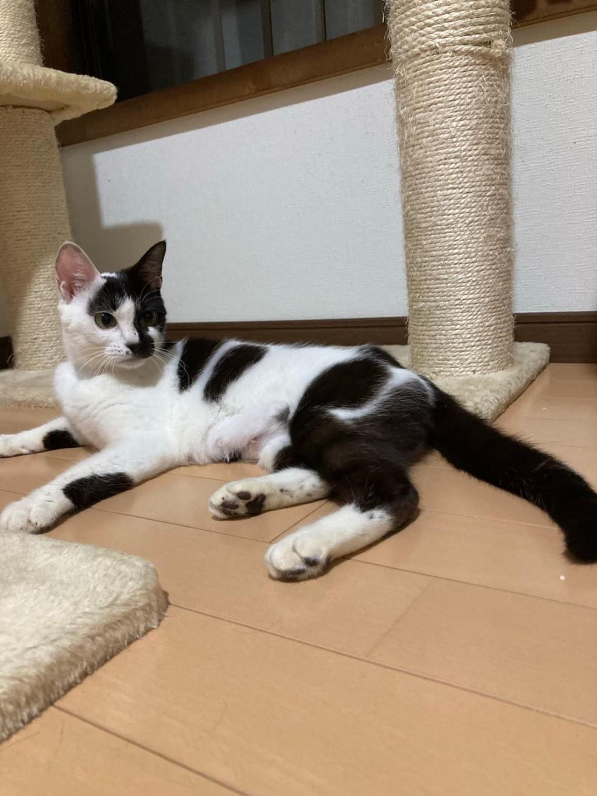 pet-image-8