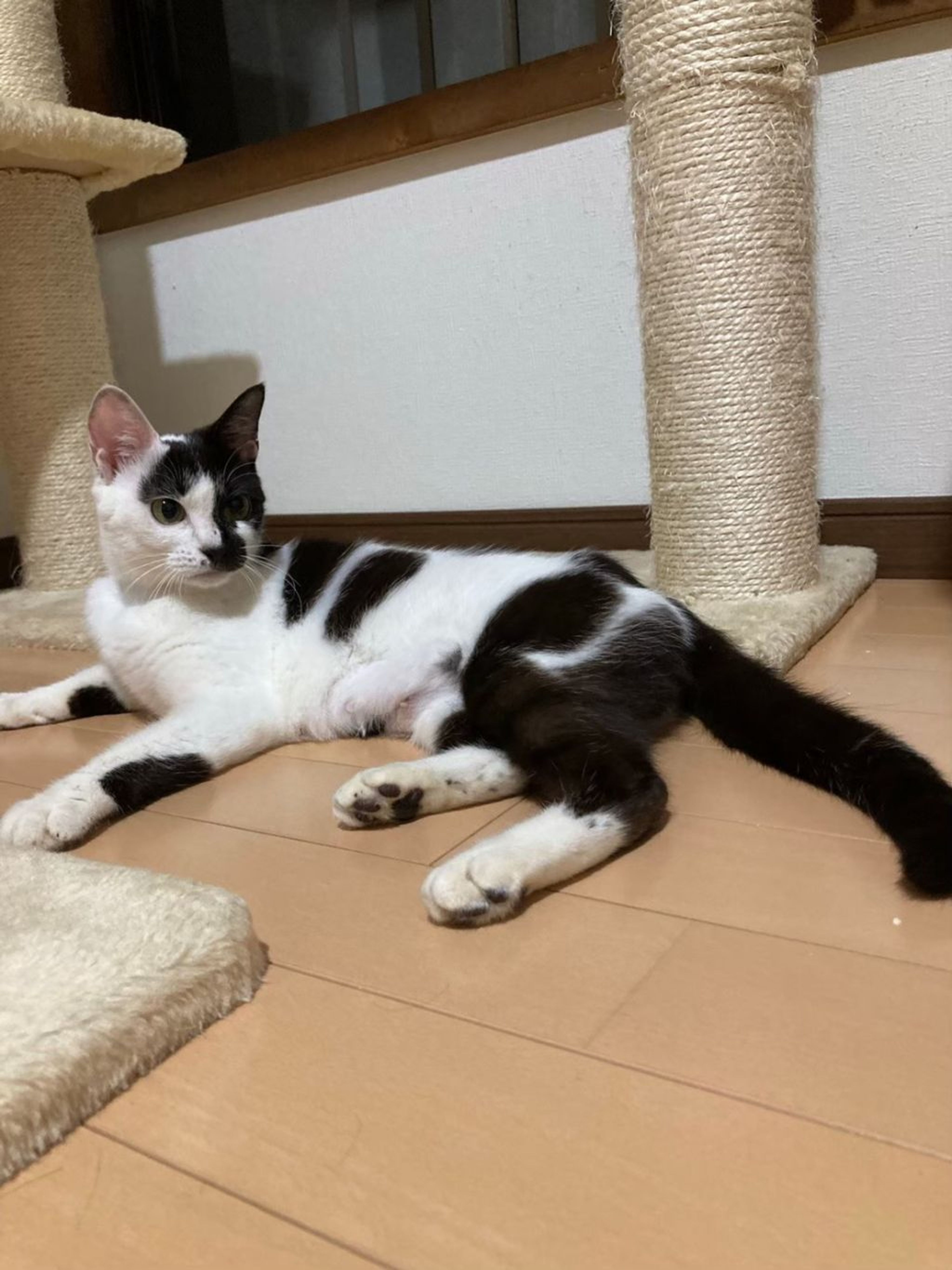 pet-image-8