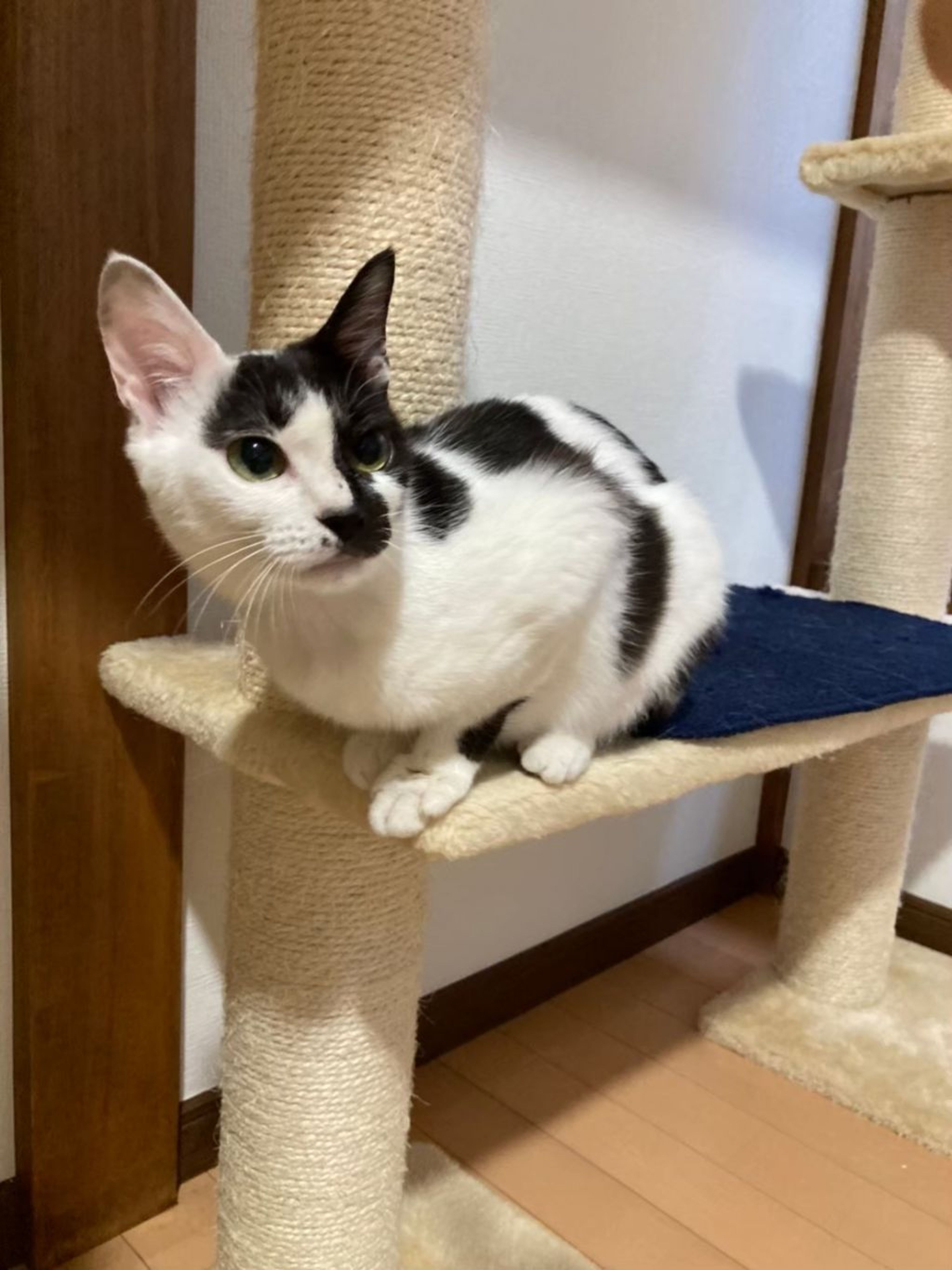 pet-image-9