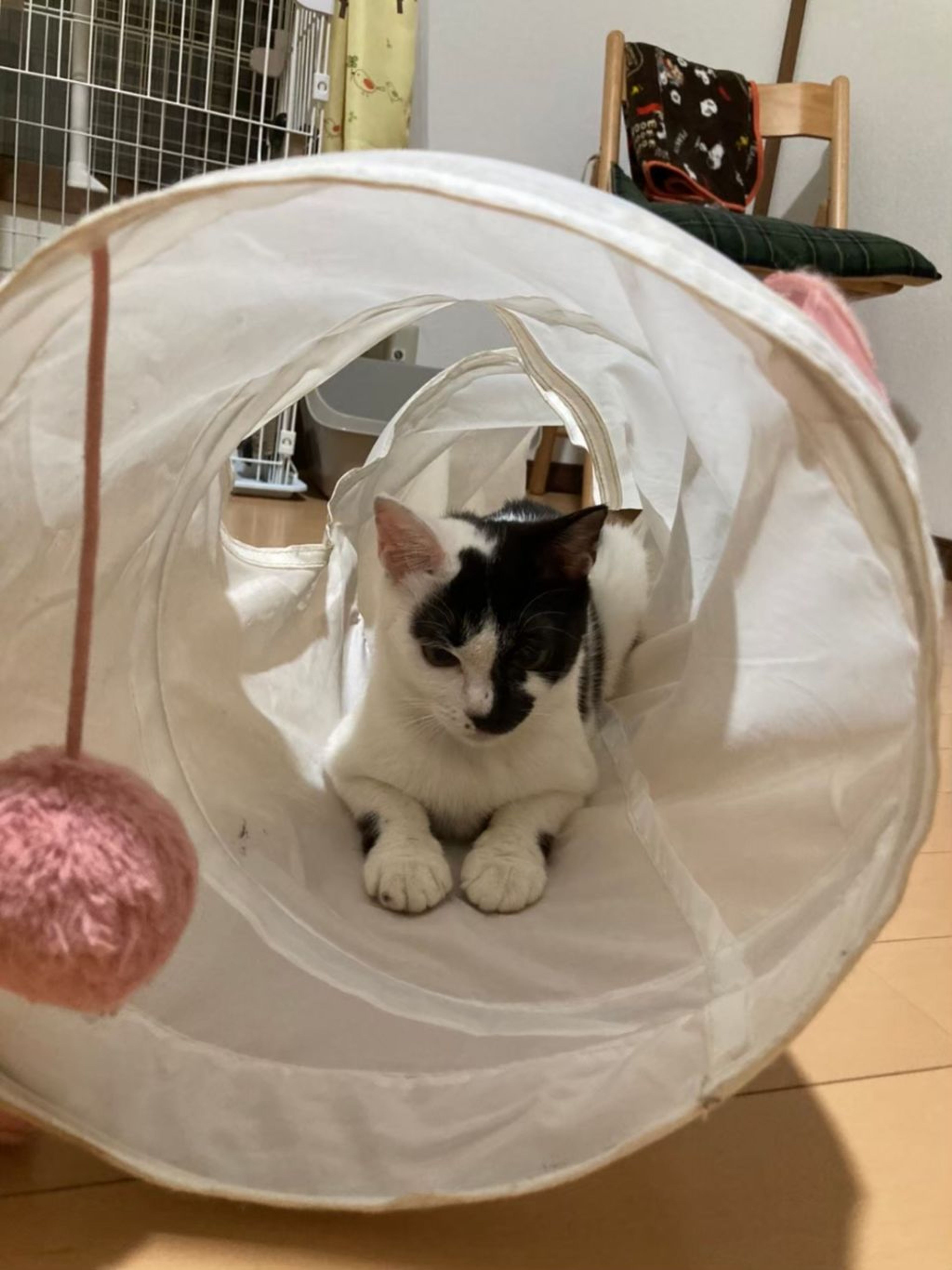 pet-image-10