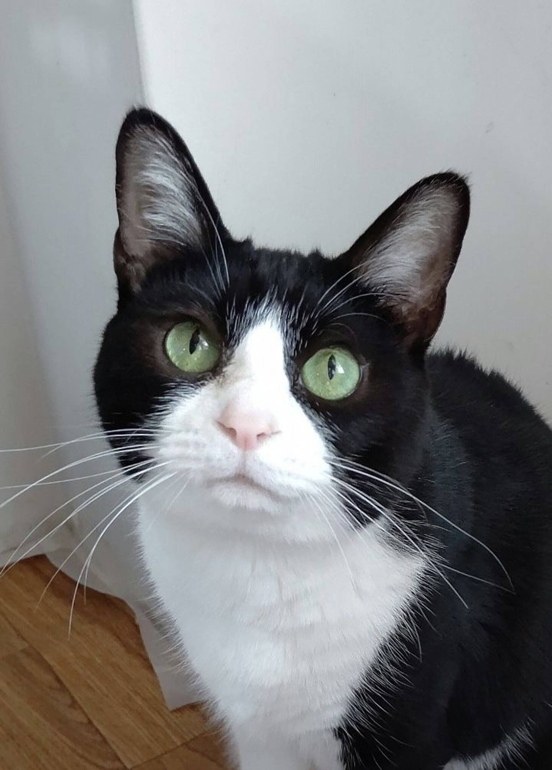 雑種（ミックス猫）・メスの里親募集の写真