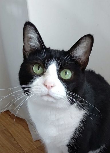 さくらの写真