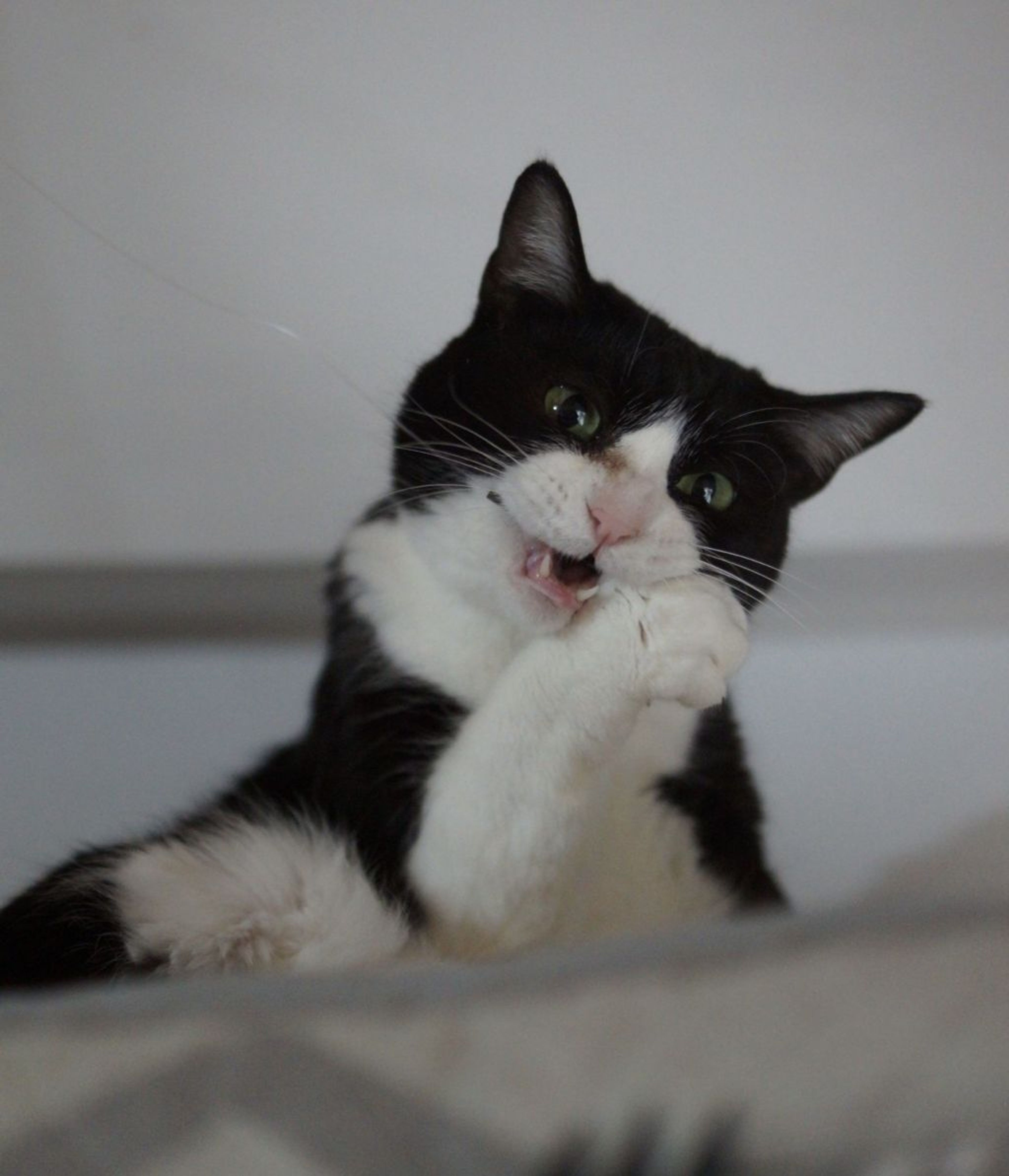 pet-image-4