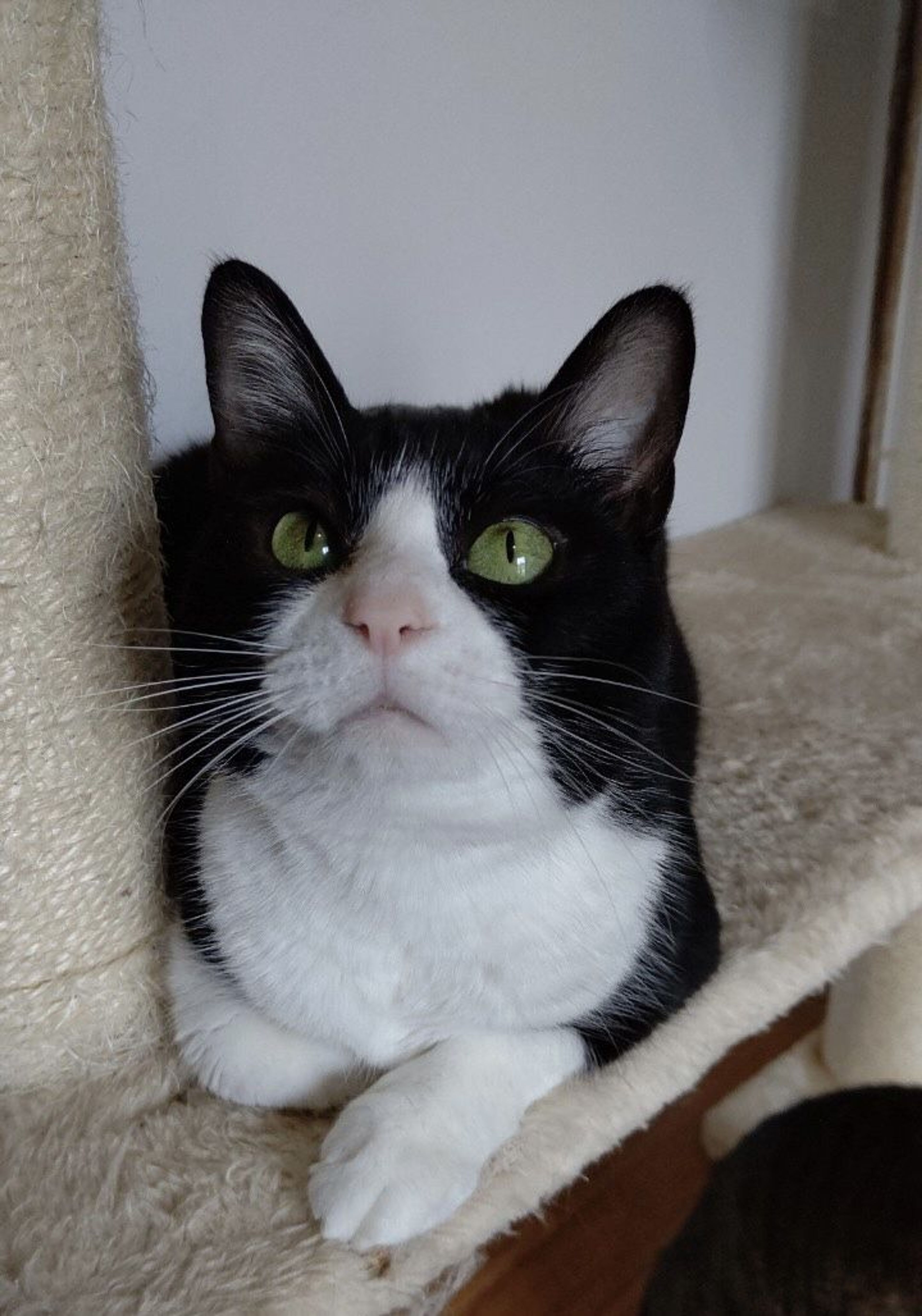 pet-image-5