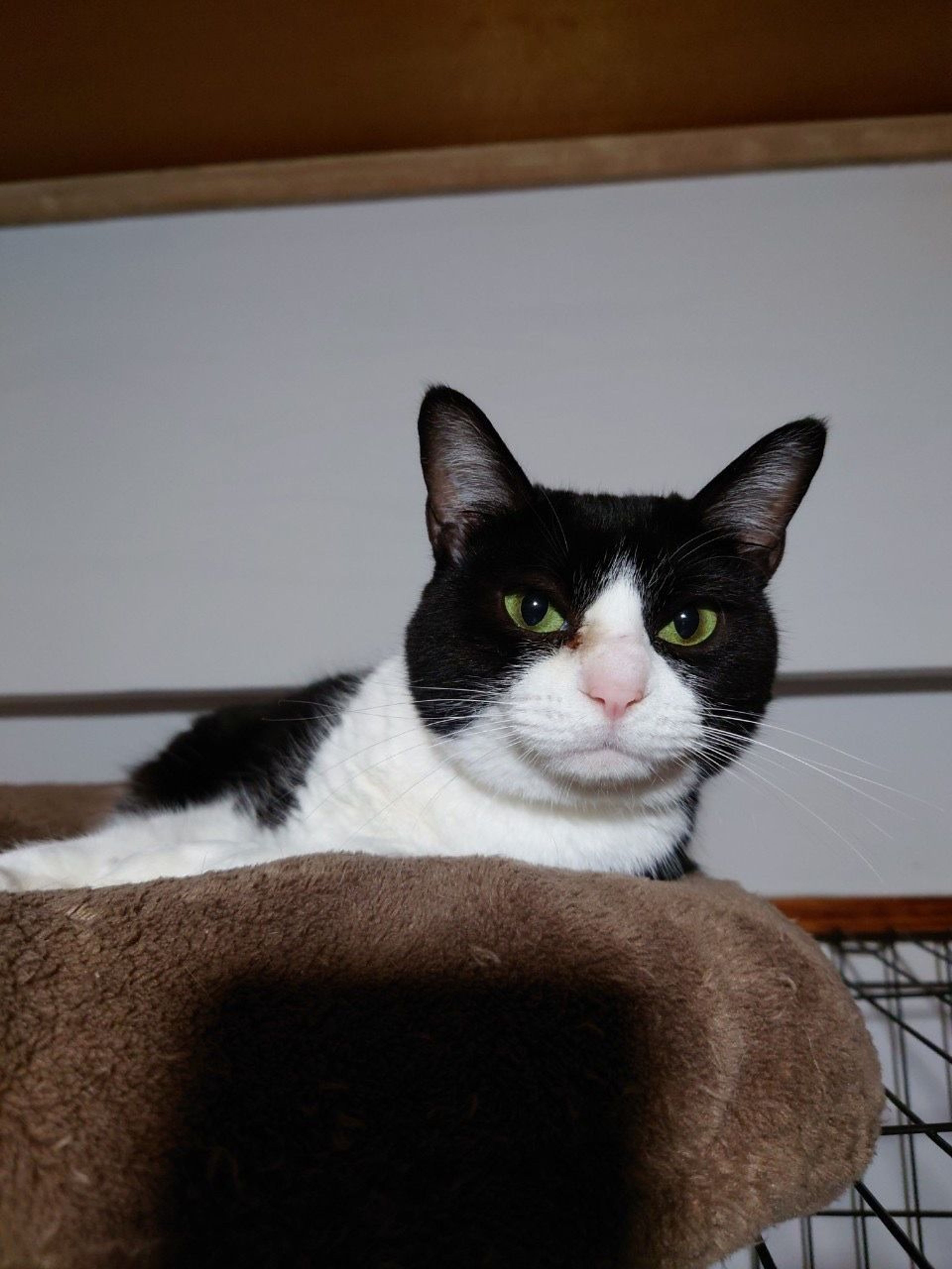 pet-image-6