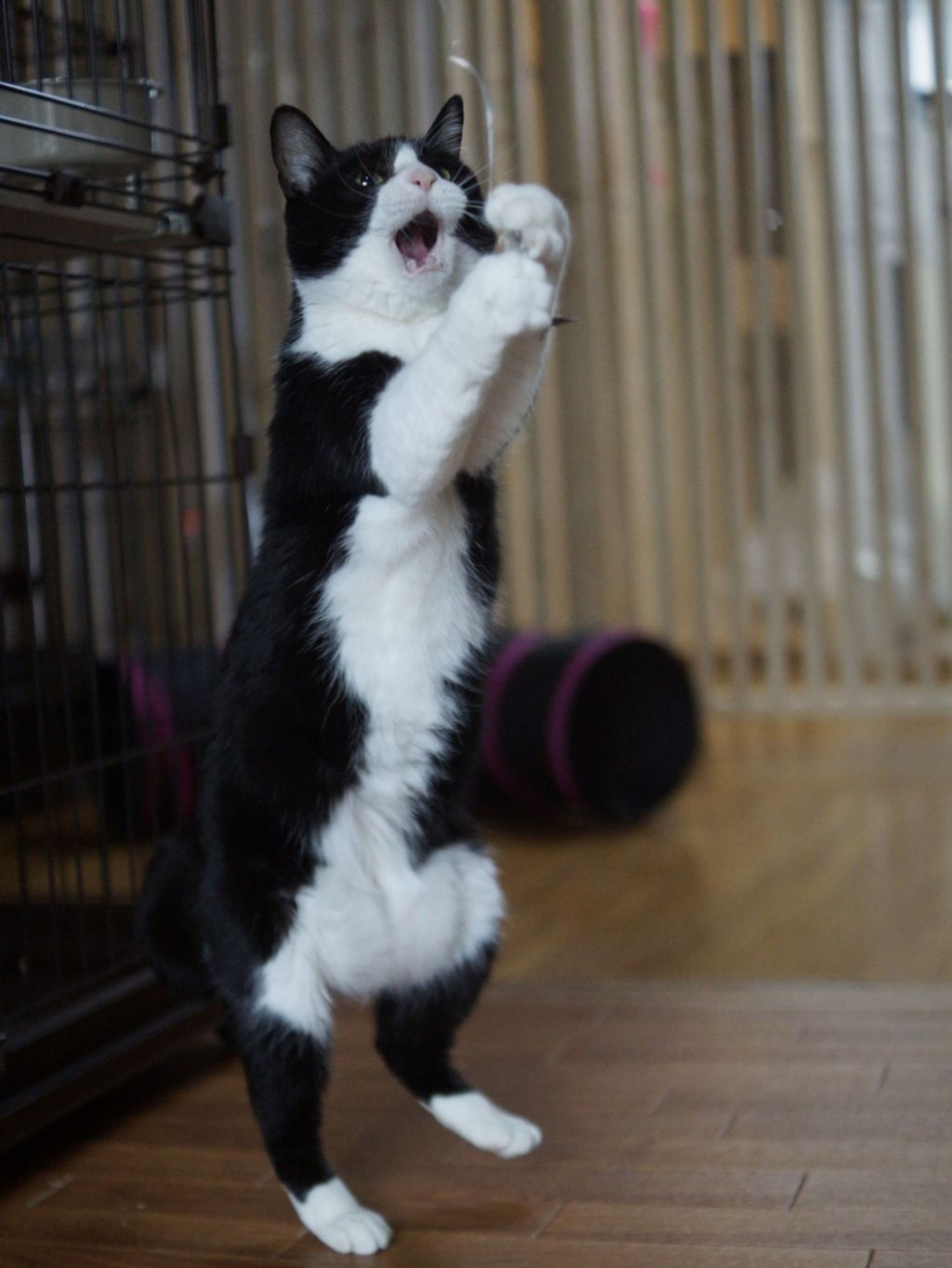 pet-image-7