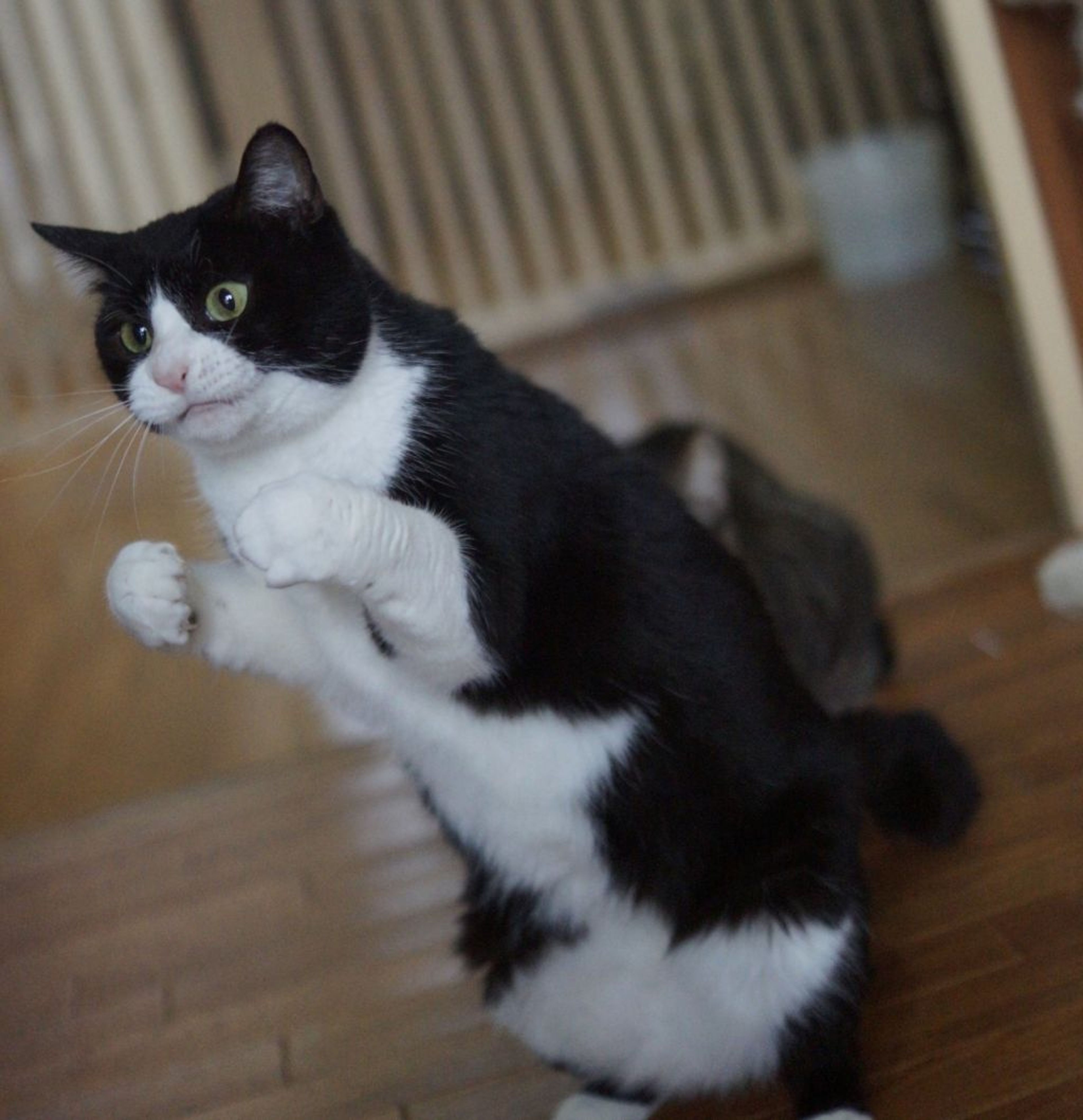 pet-image-8