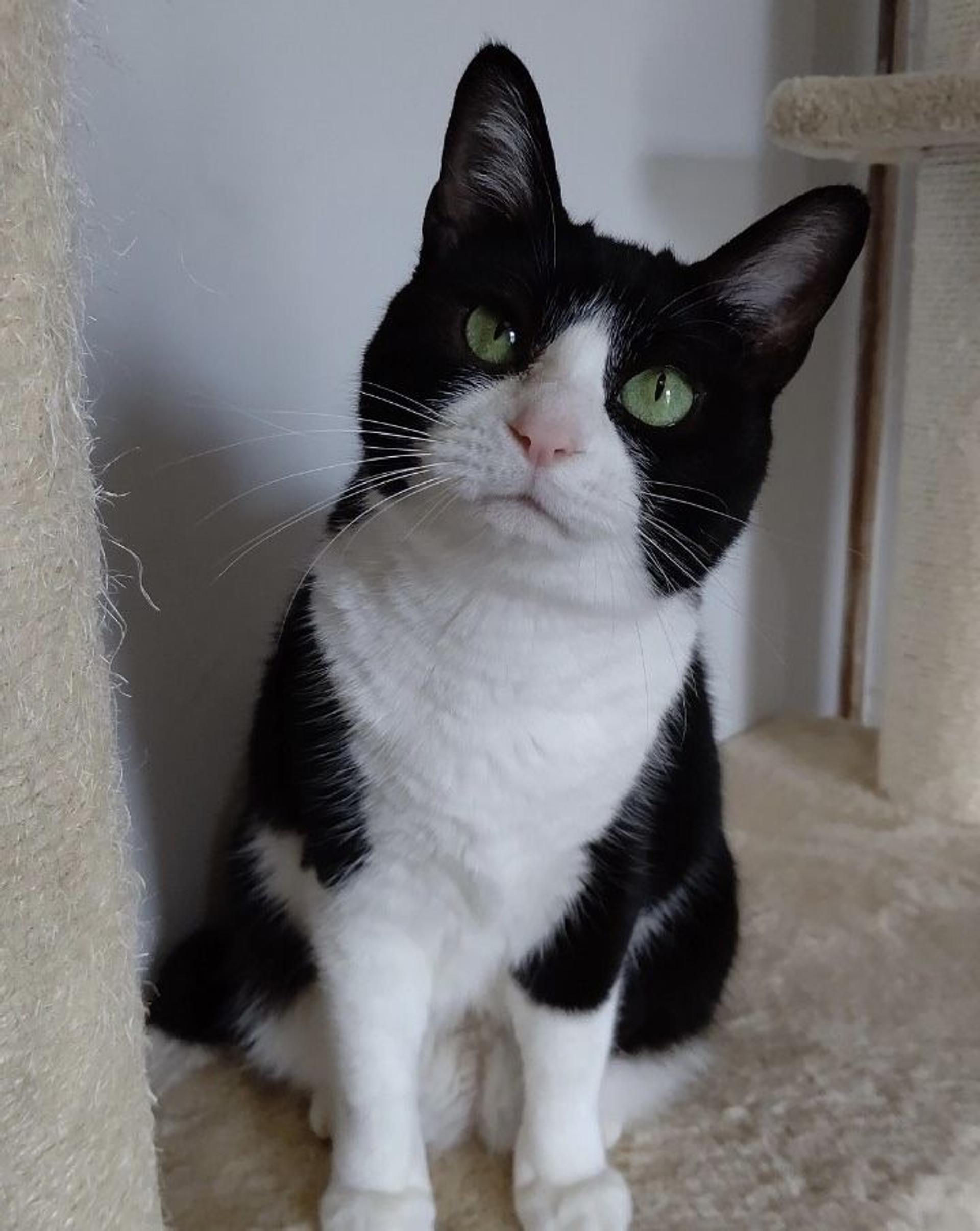 pet-image-9