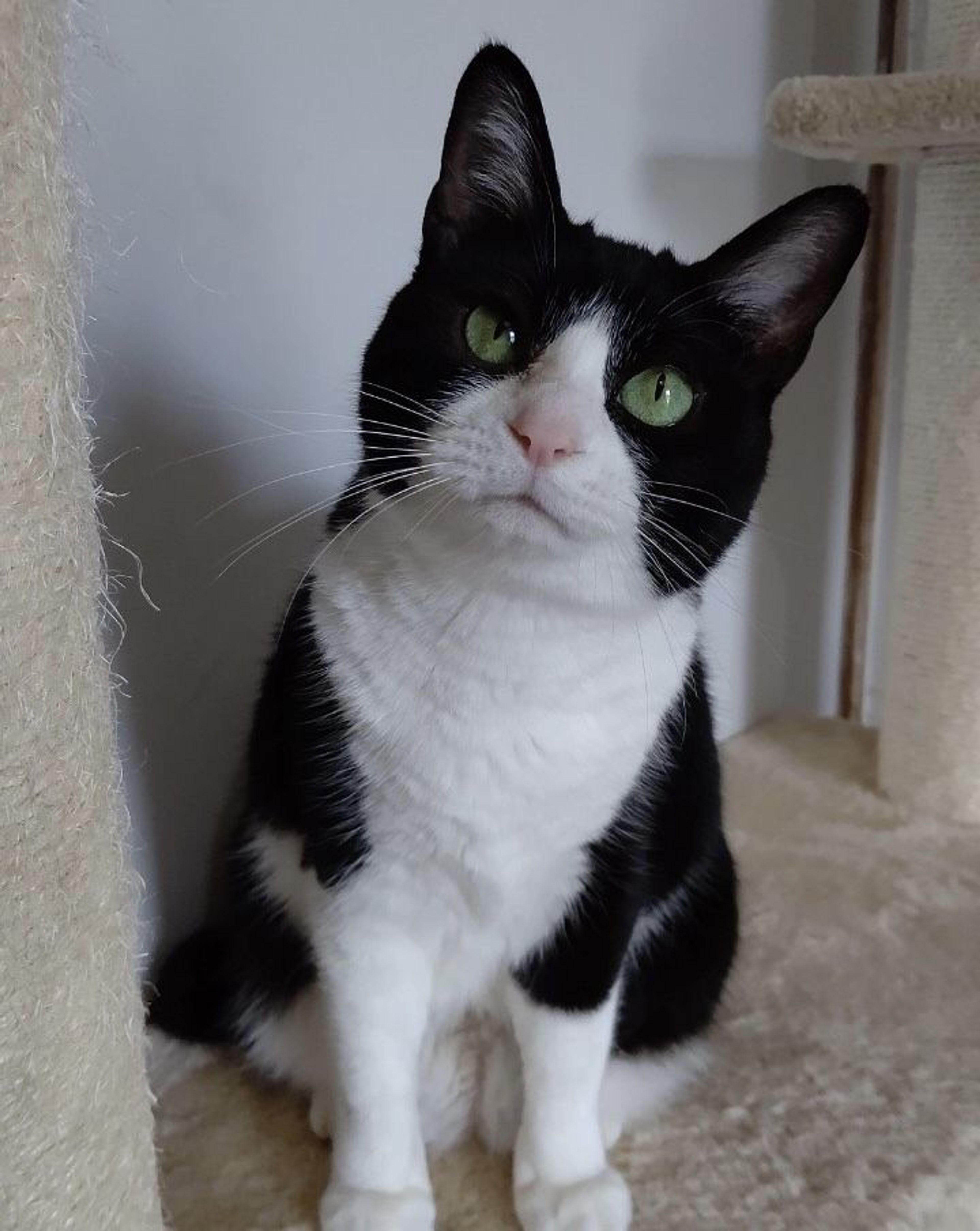 pet-image-9