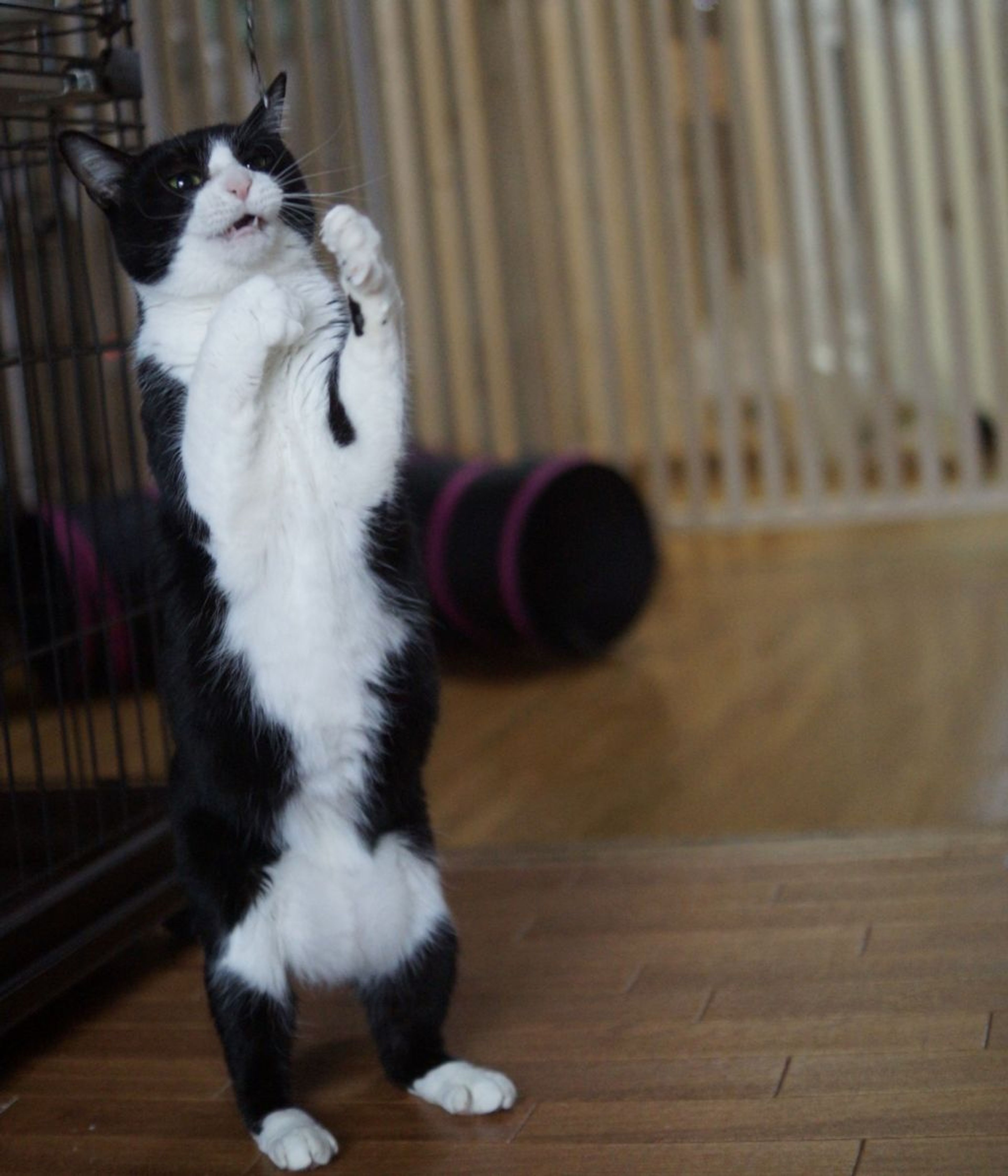 pet-image-10