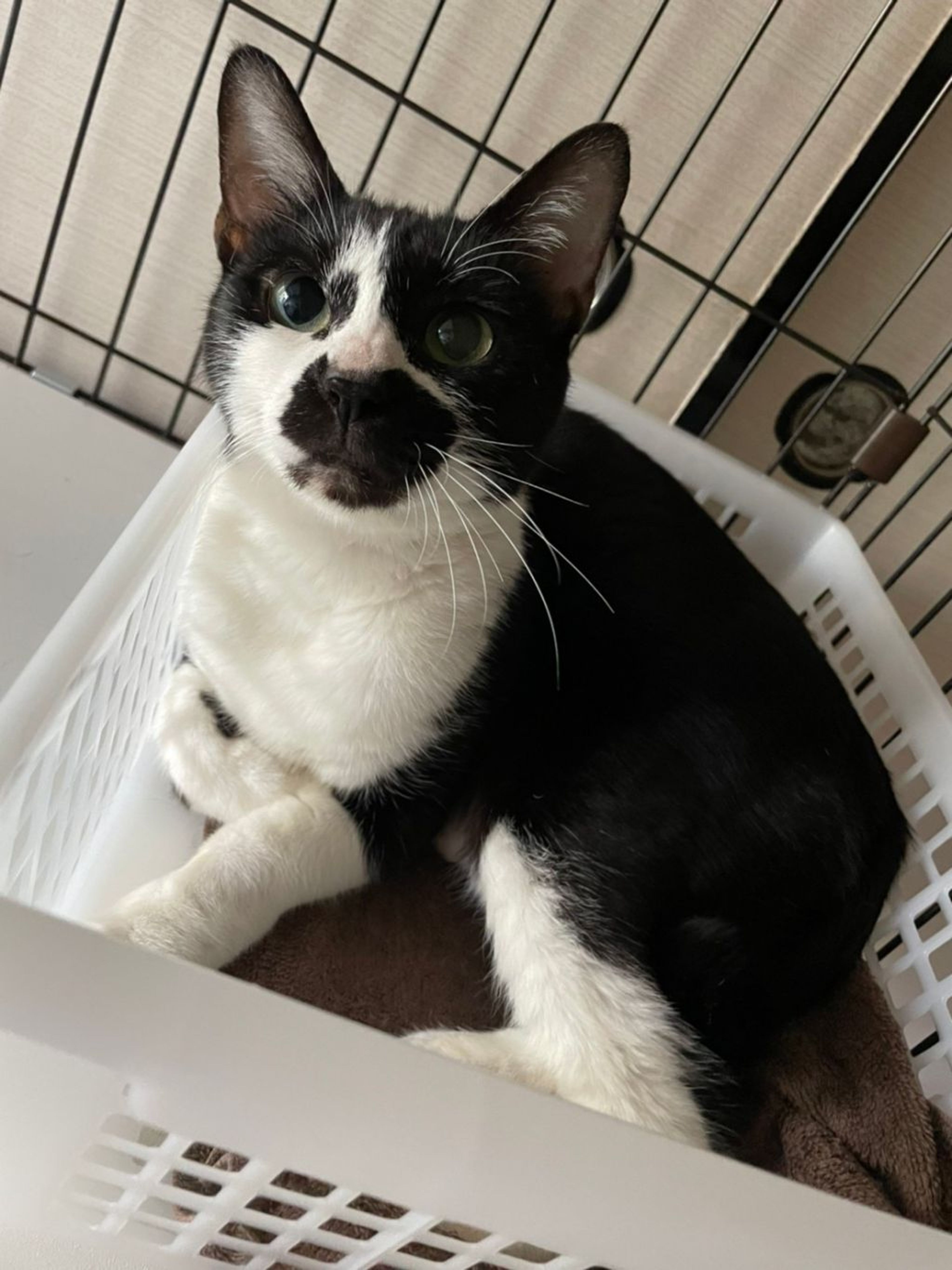 pet-image-2