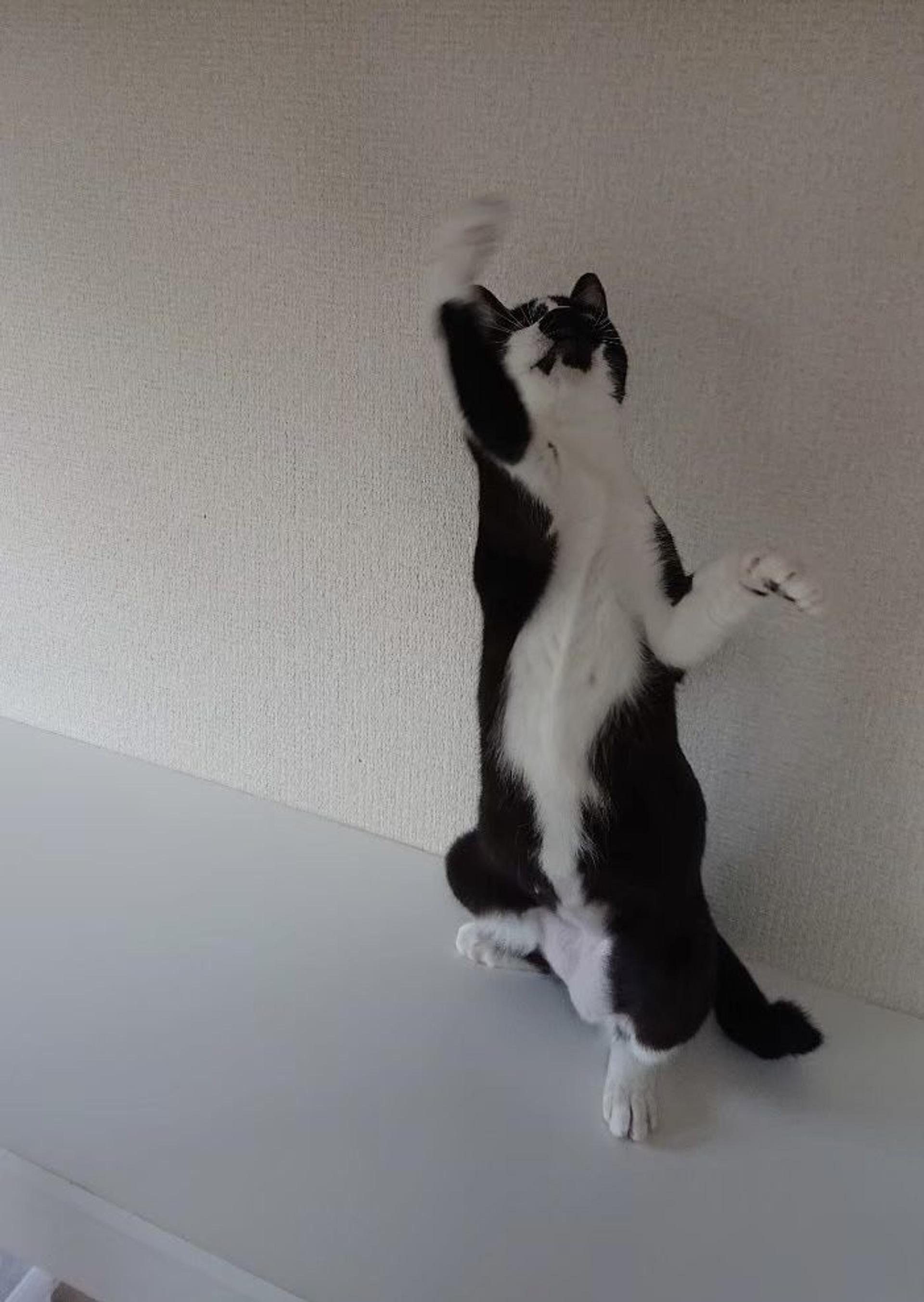 pet-image-3