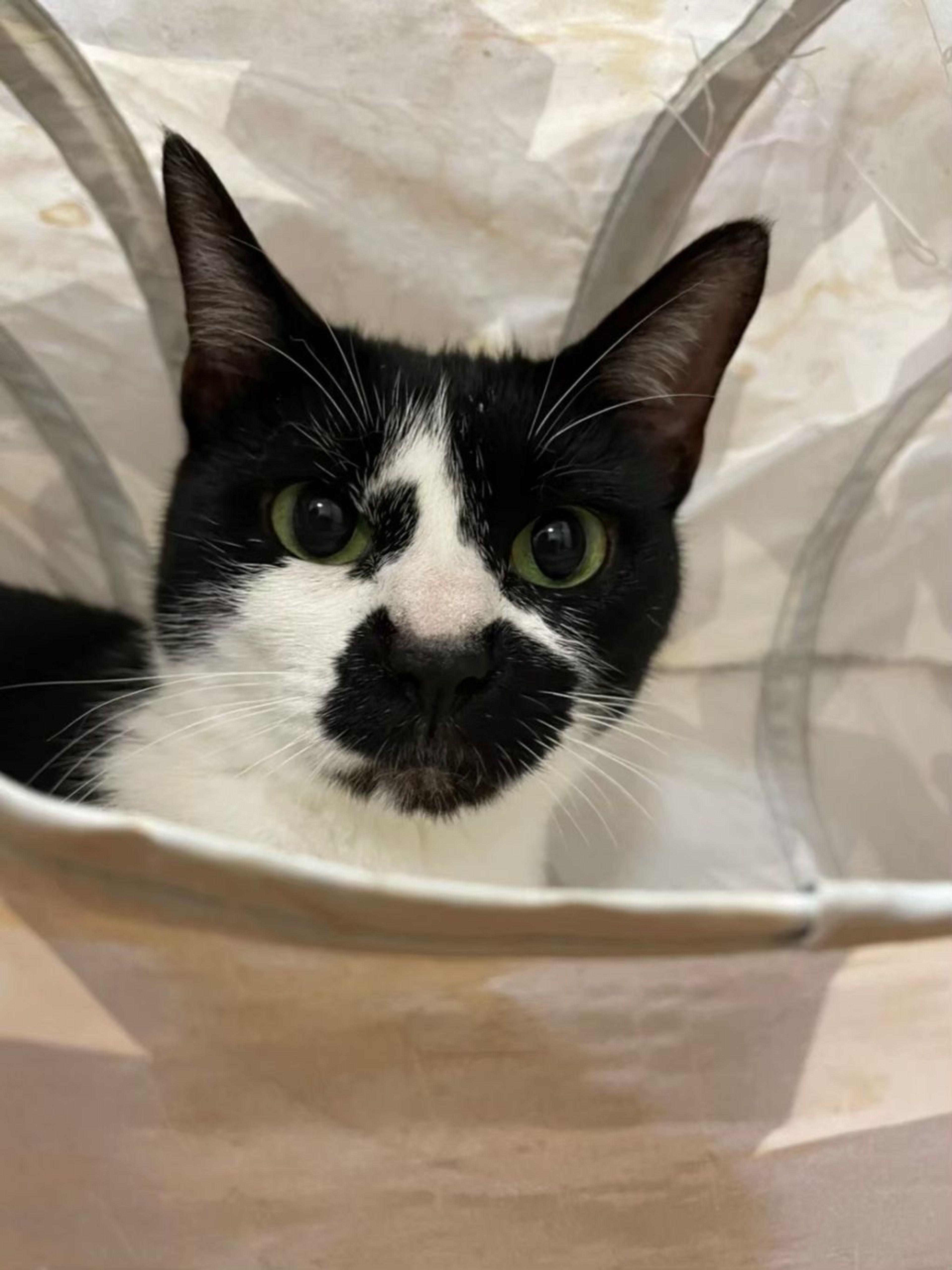 pet-image-4