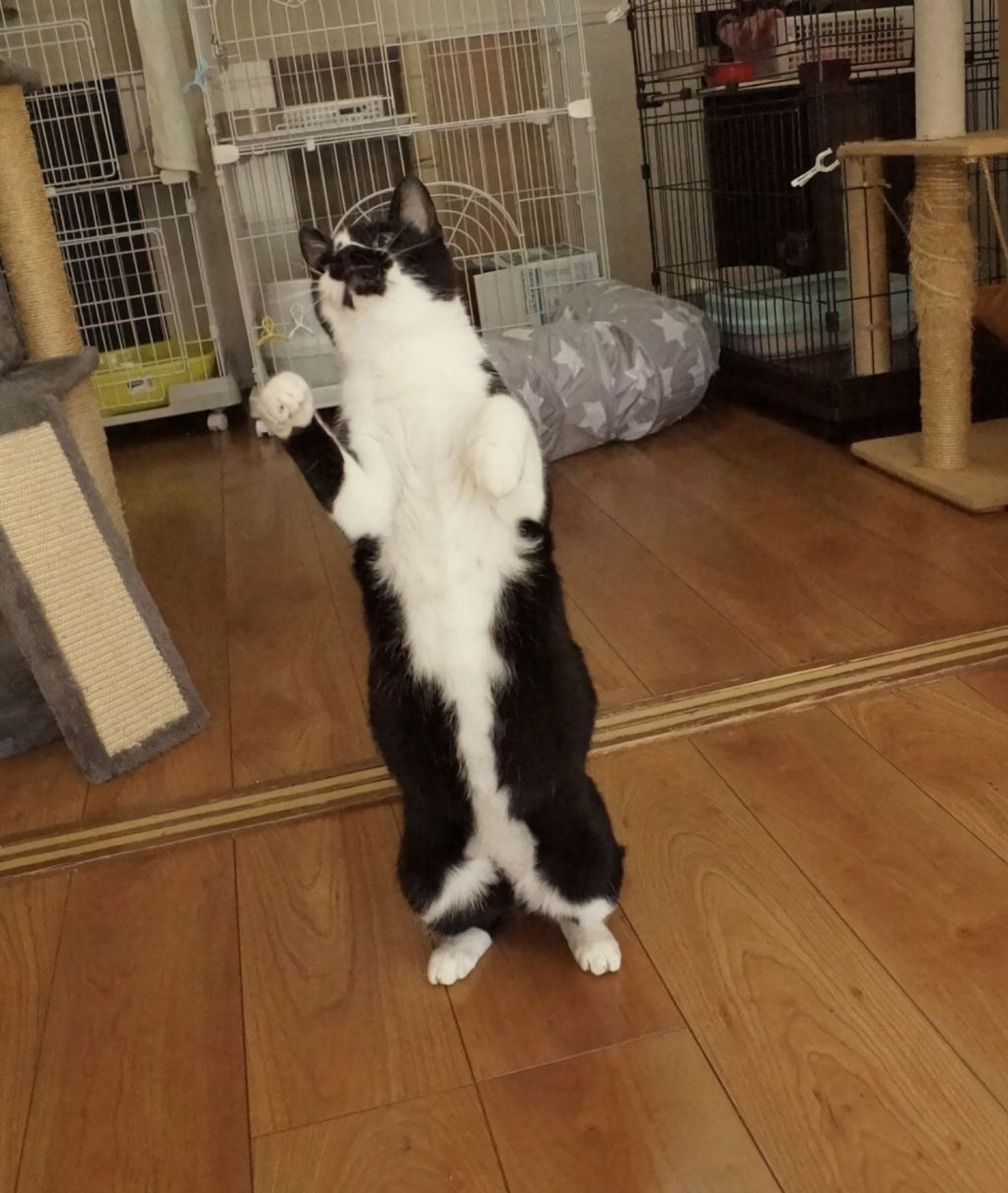 pet-image-5