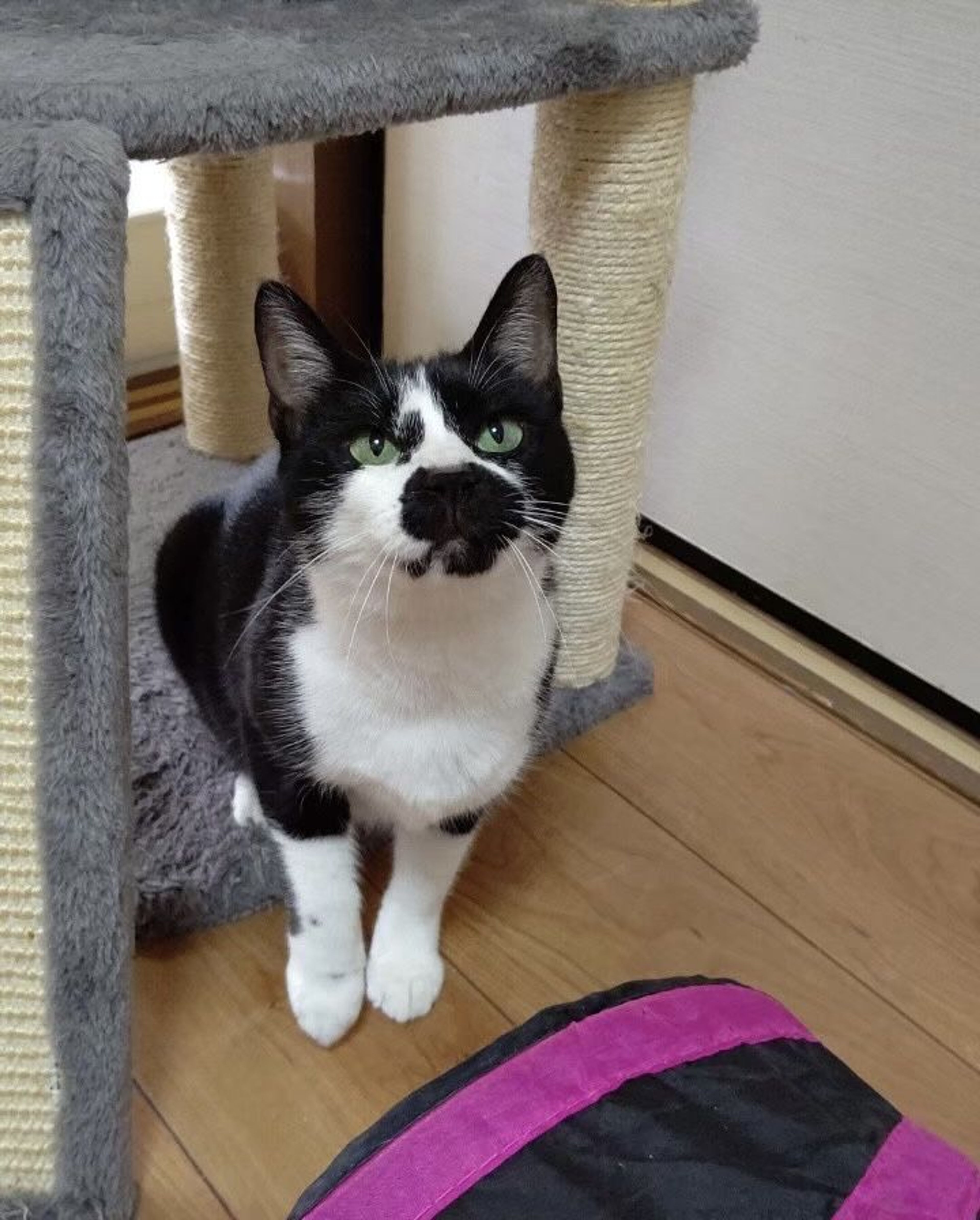 pet-image-6