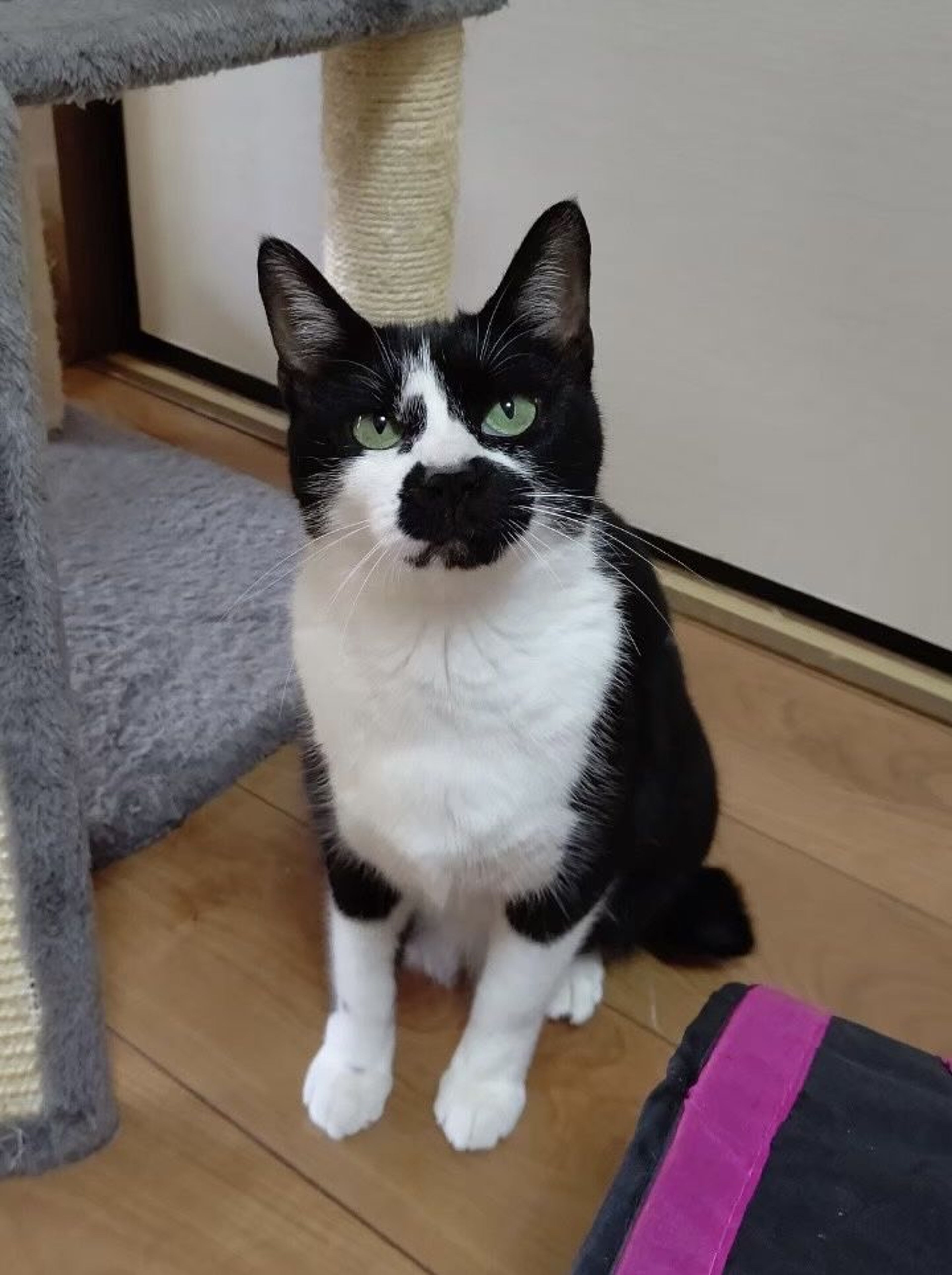 pet-image-7