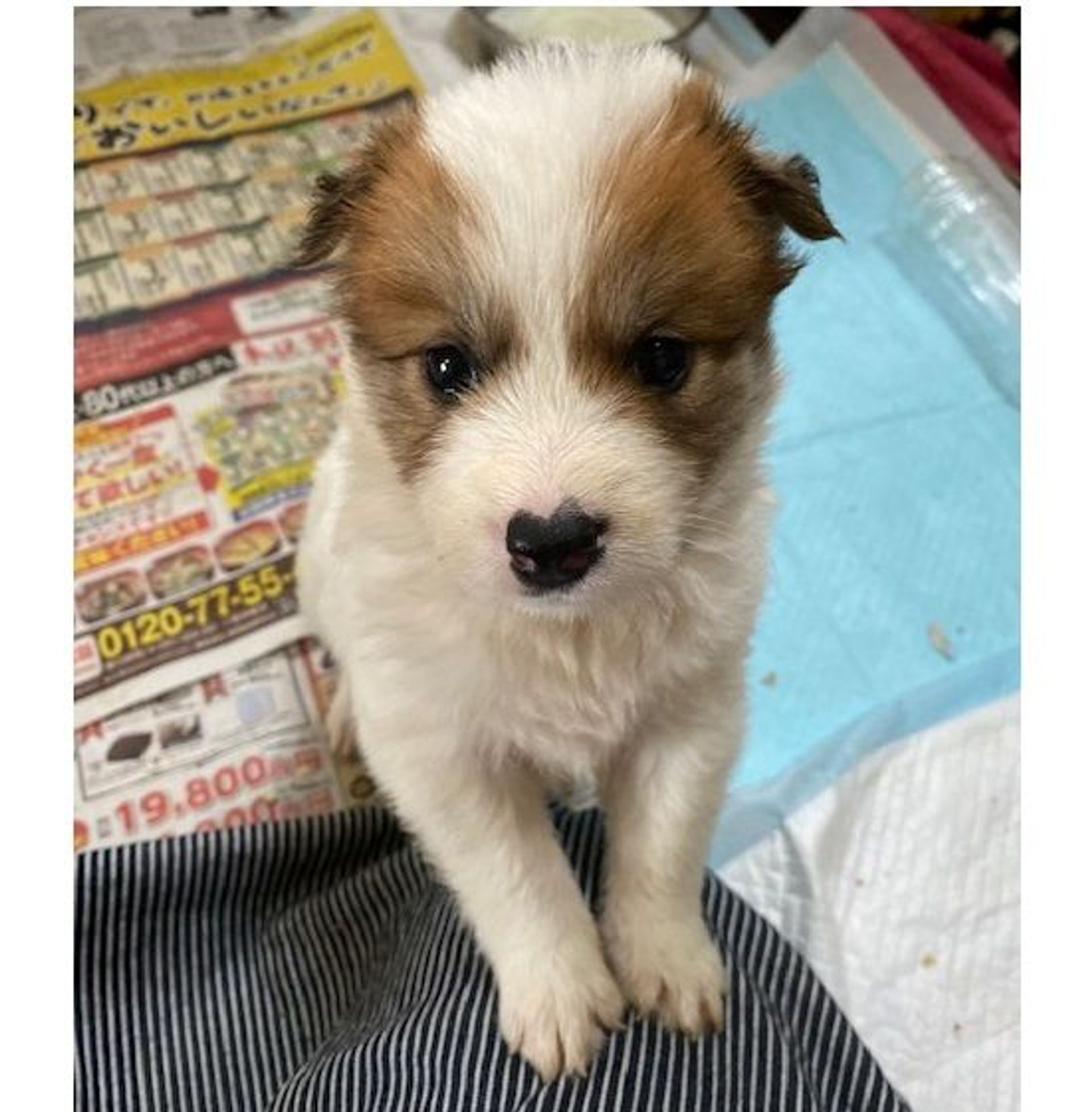 雑種（ミックス犬）・オスの里親募集の写真