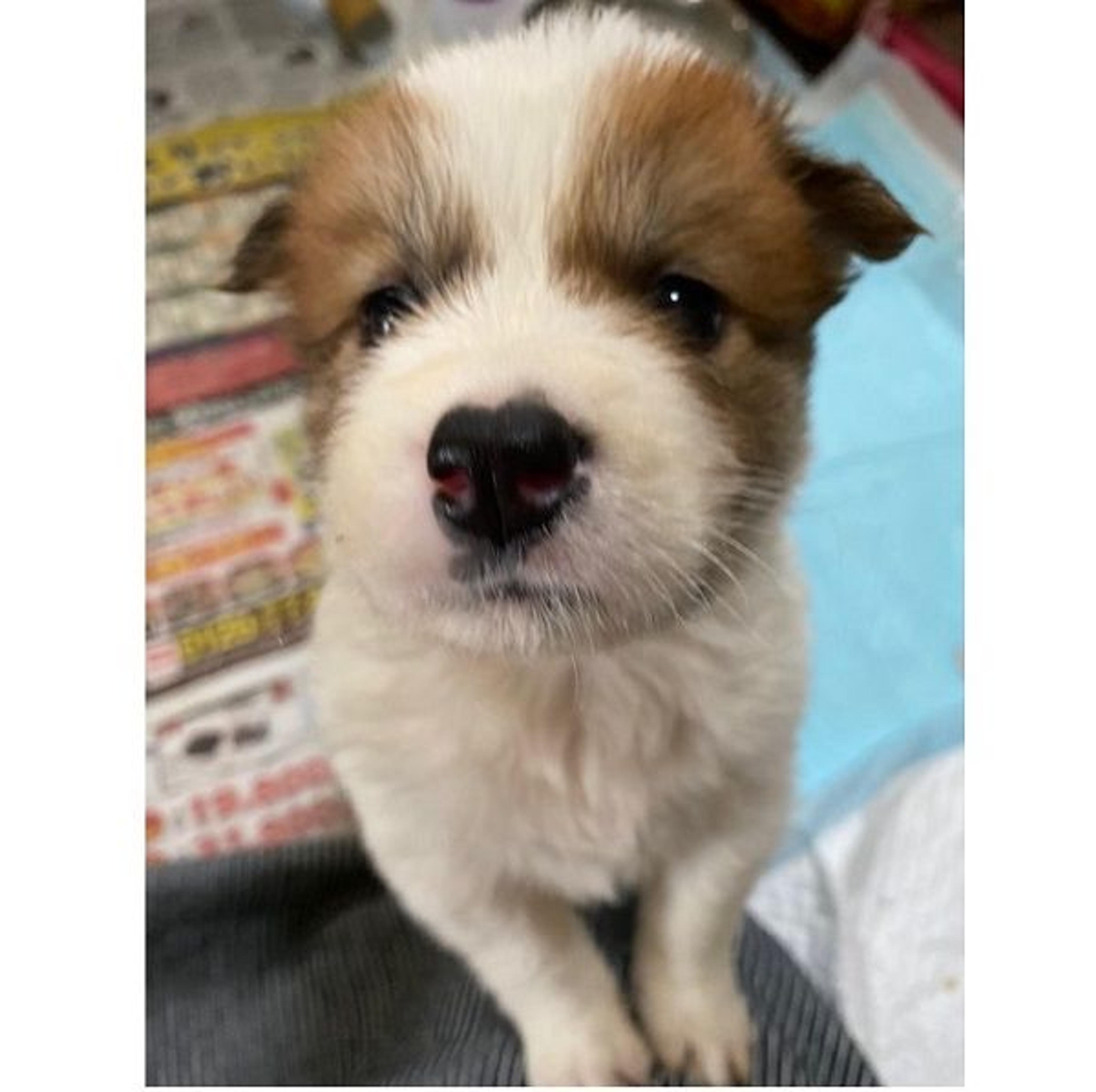 pet-image-2