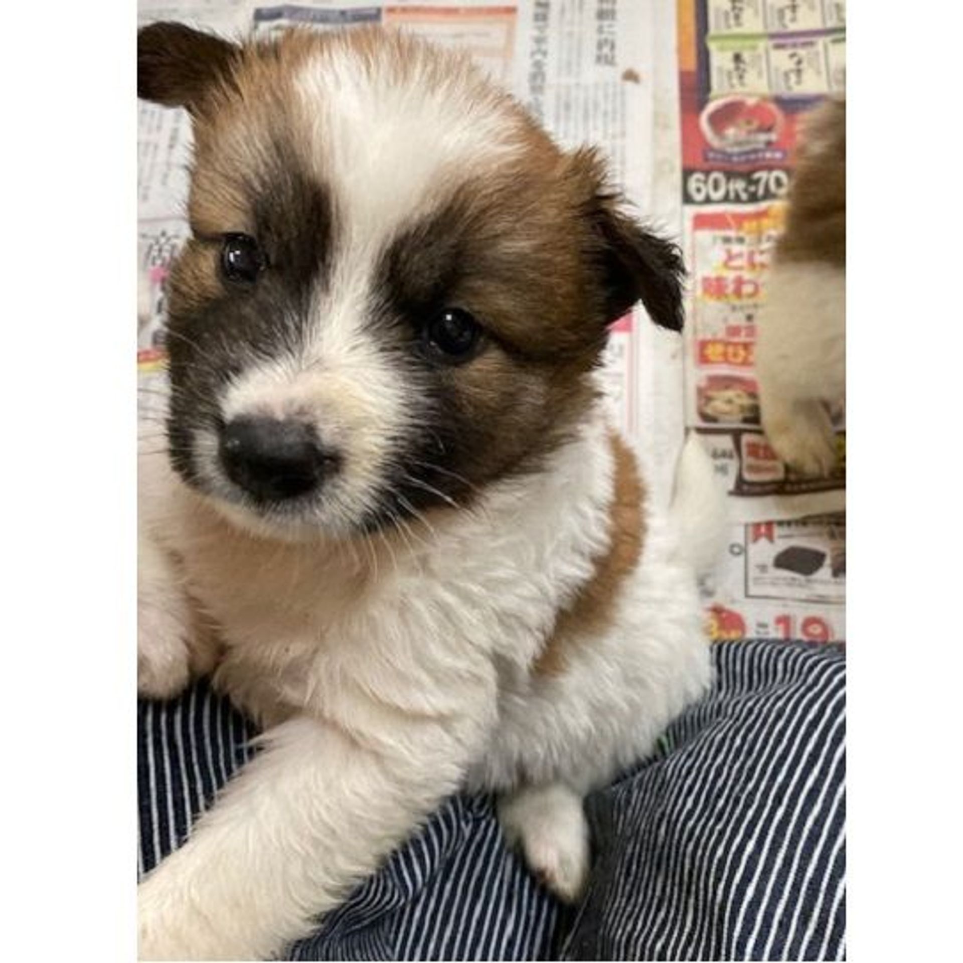 雑種（ミックス犬）・オスの里親募集の写真
