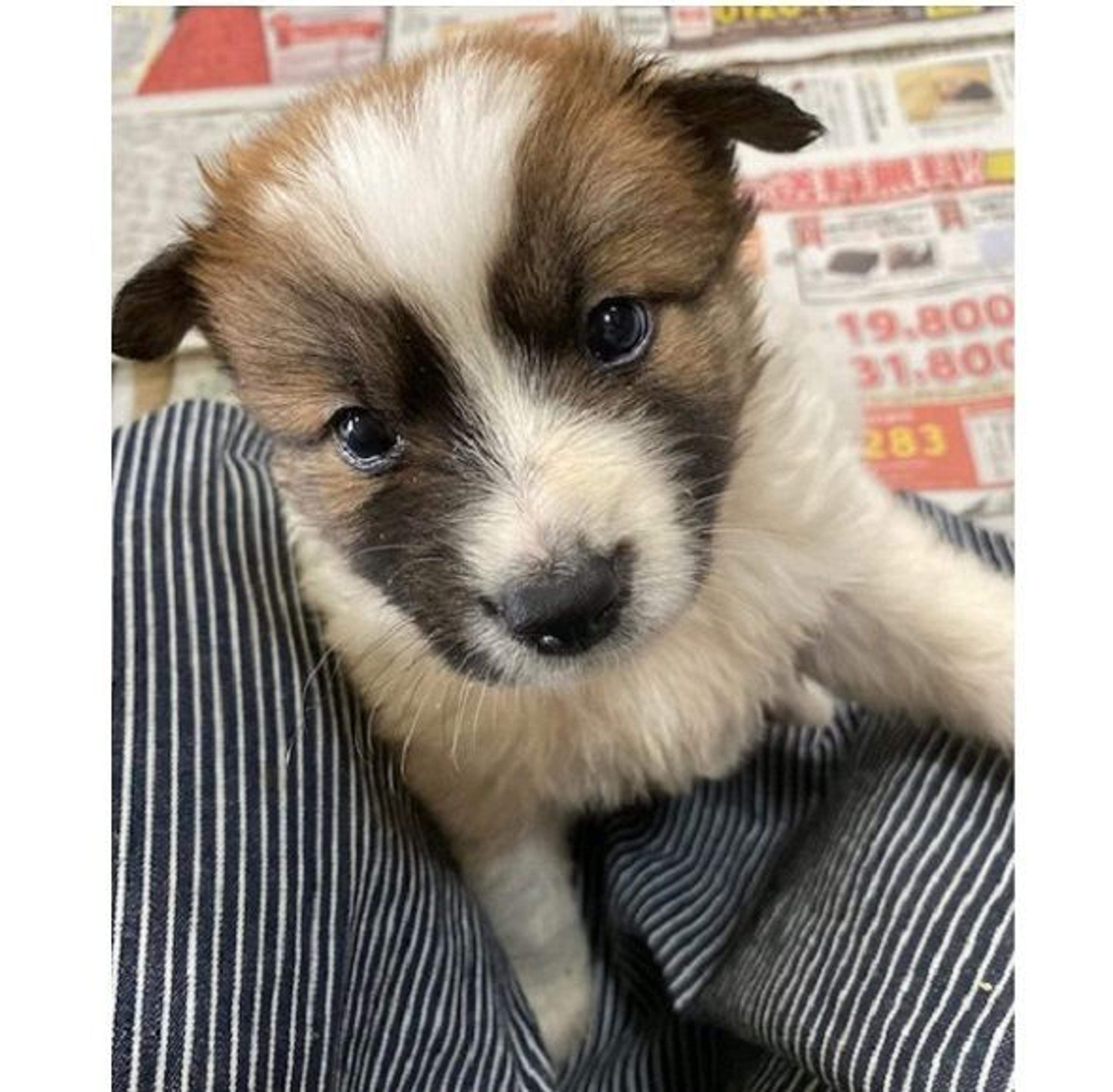 pet-image-2