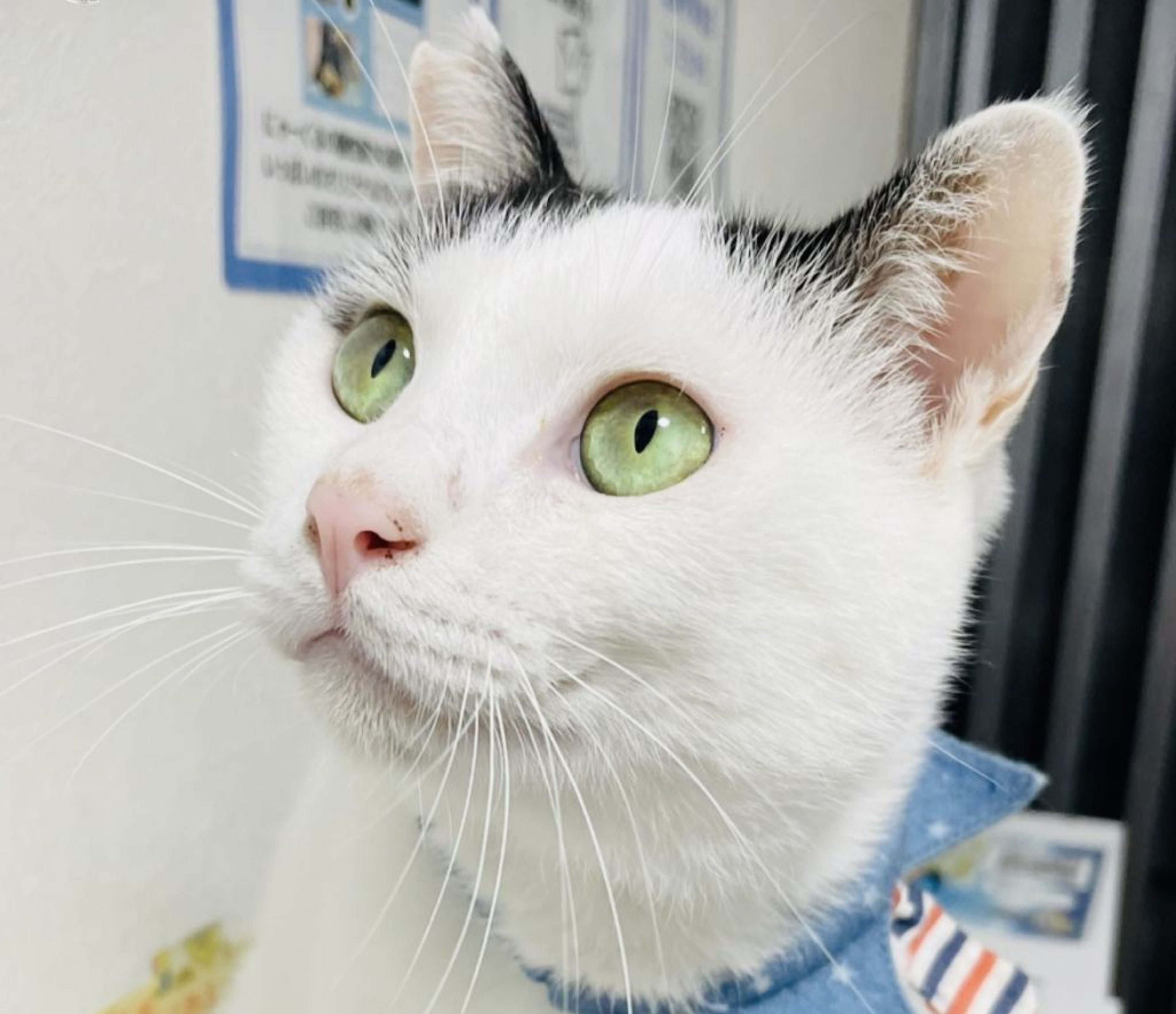 pet-image-2