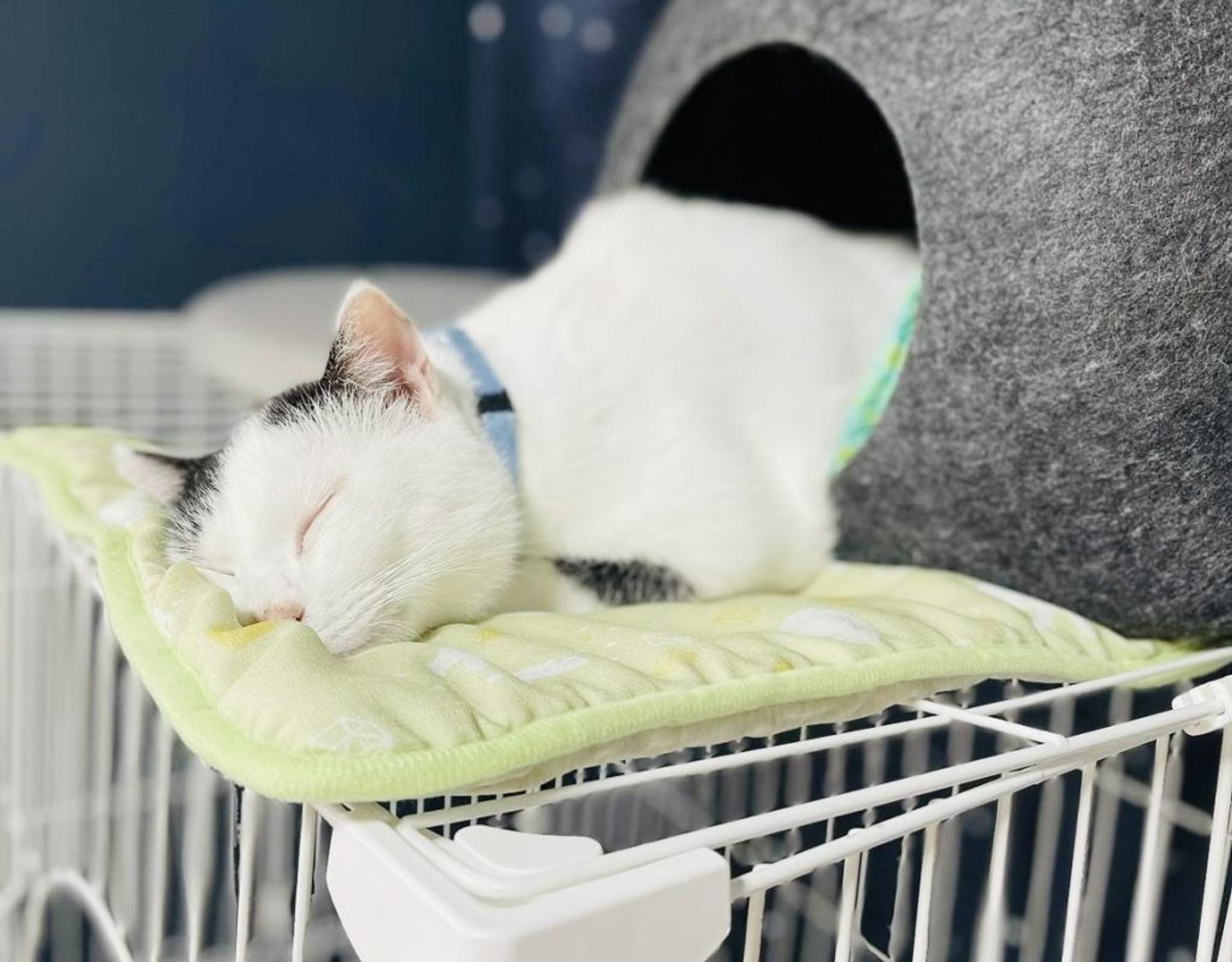 pet-image-3