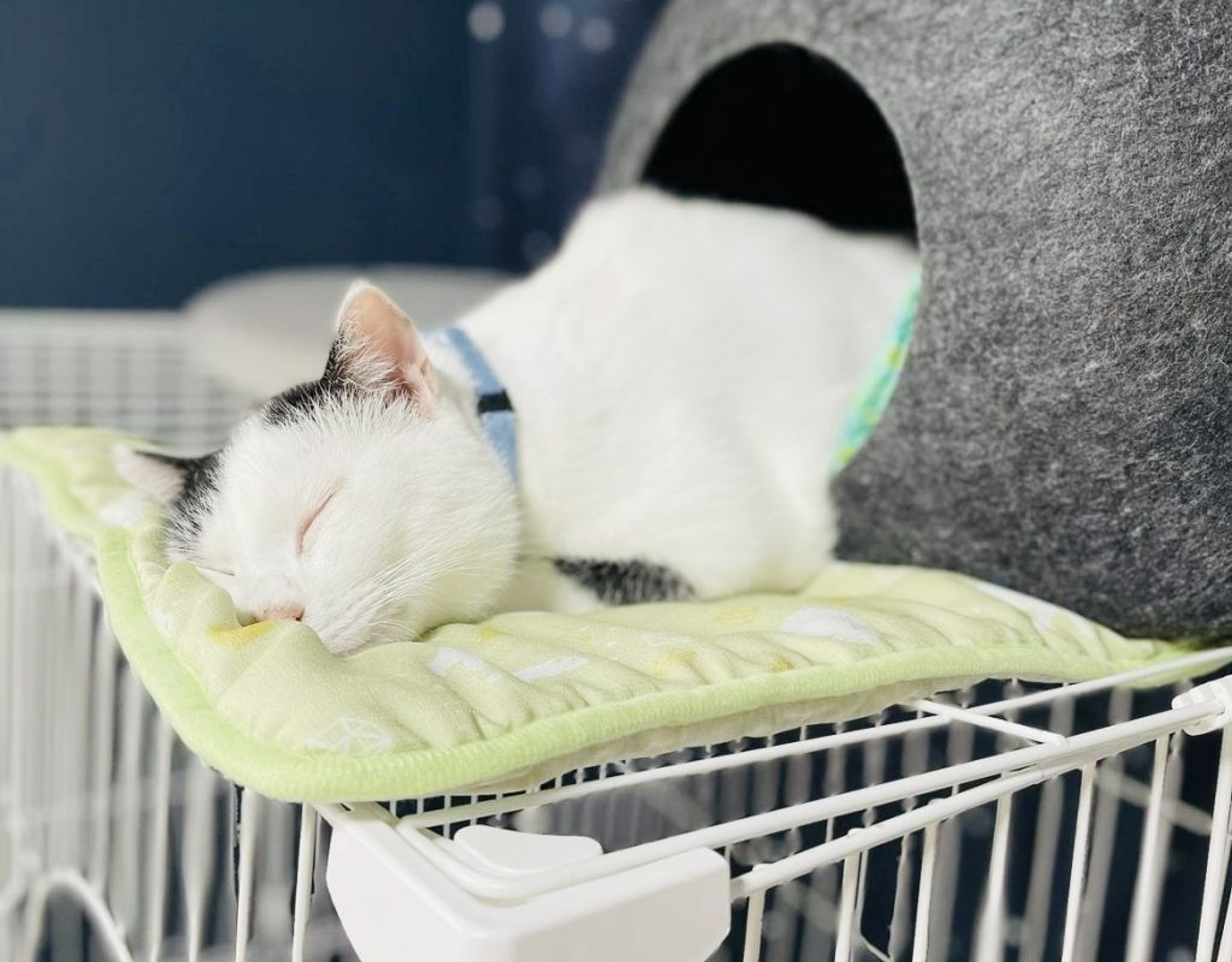pet-image-3