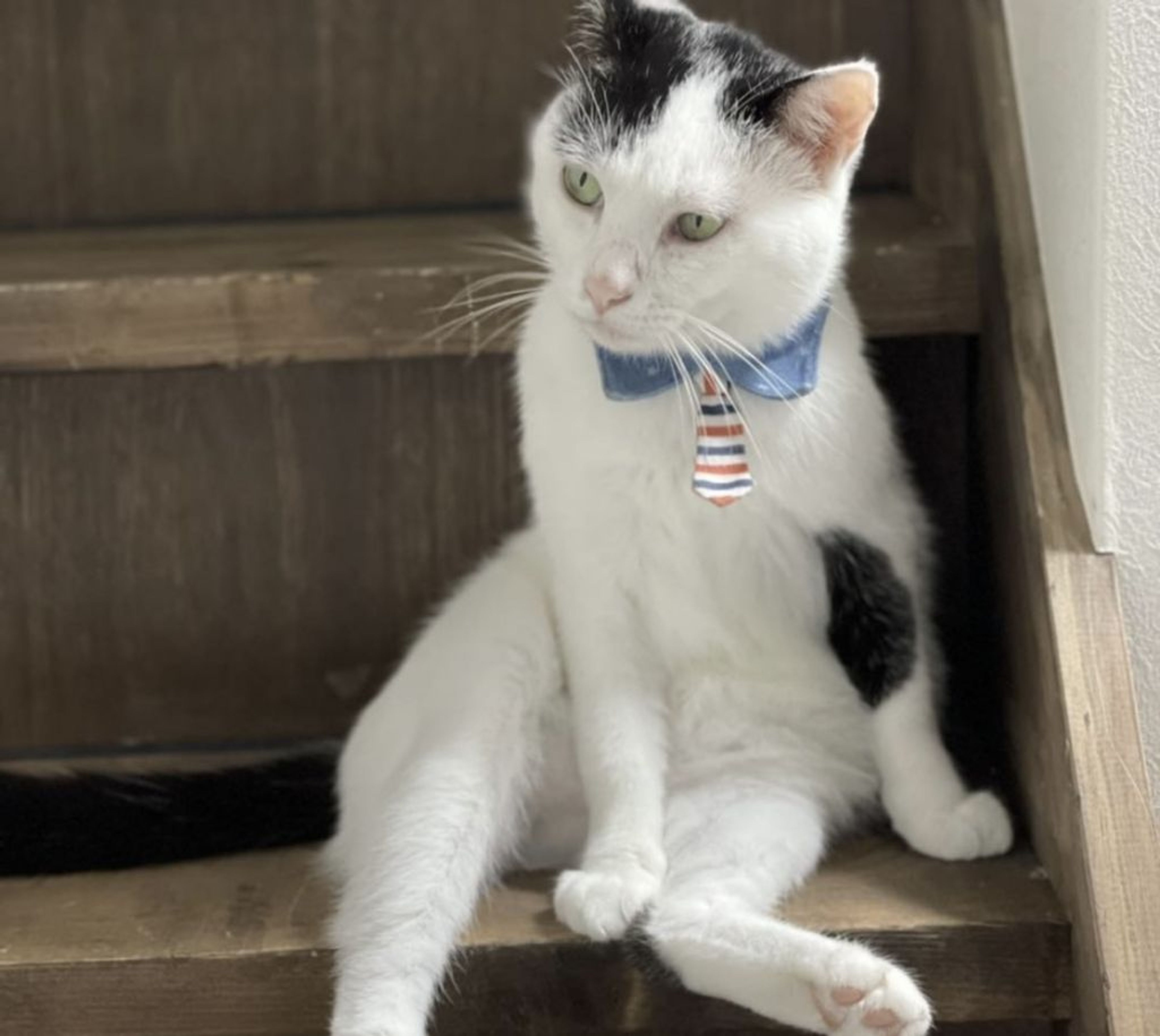 pet-image-4