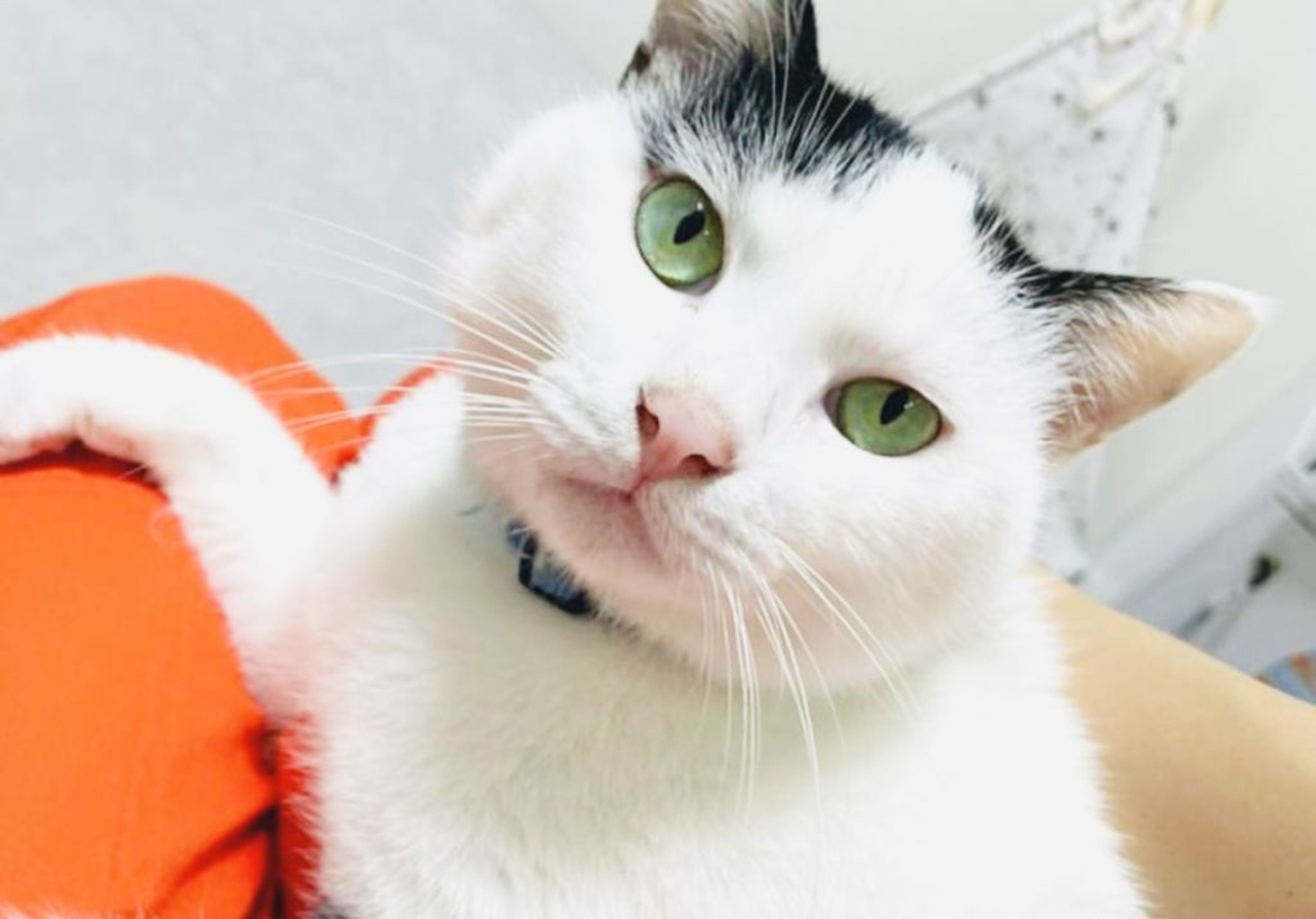 pet-image-5