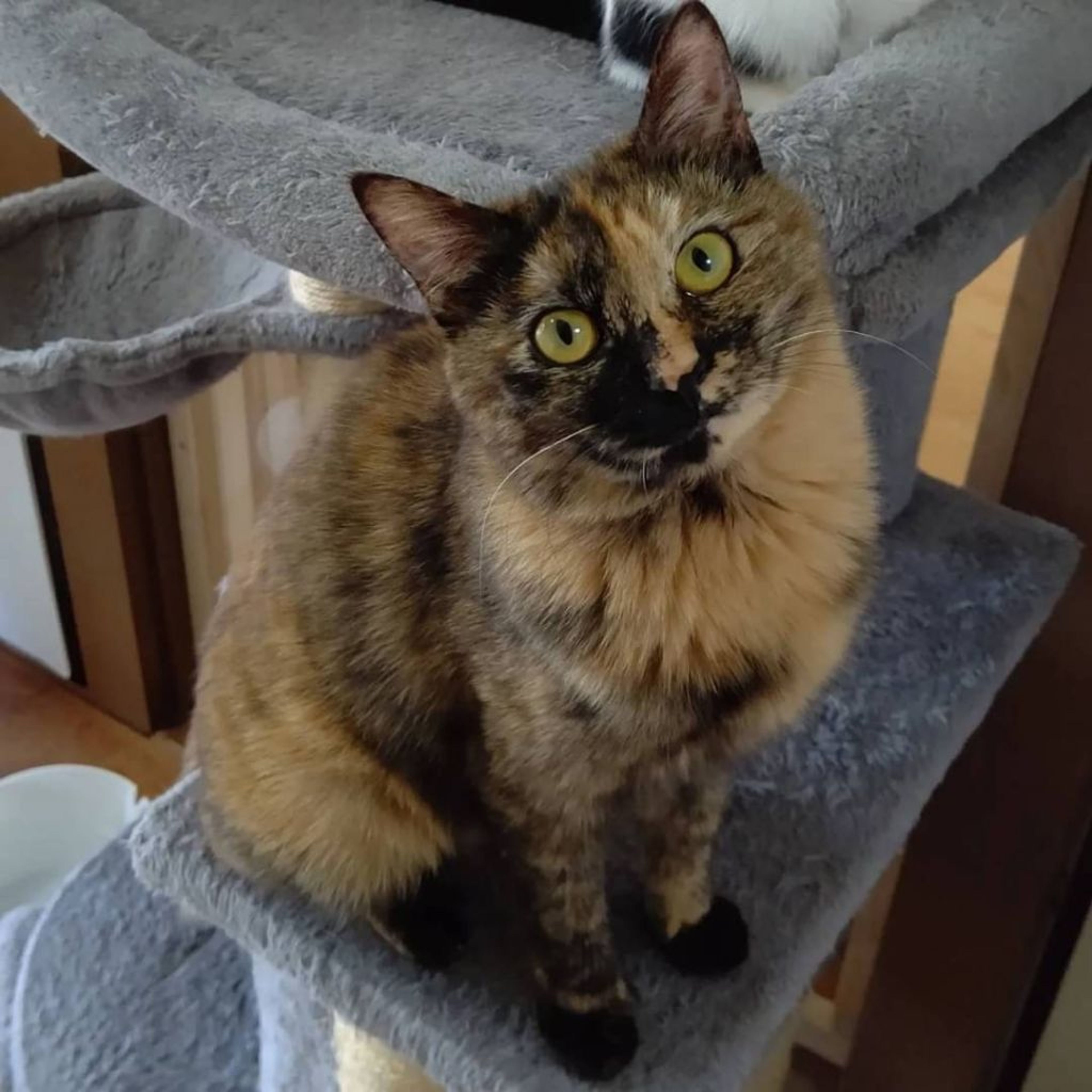 雑種（ミックス猫）・メスの里親募集の写真