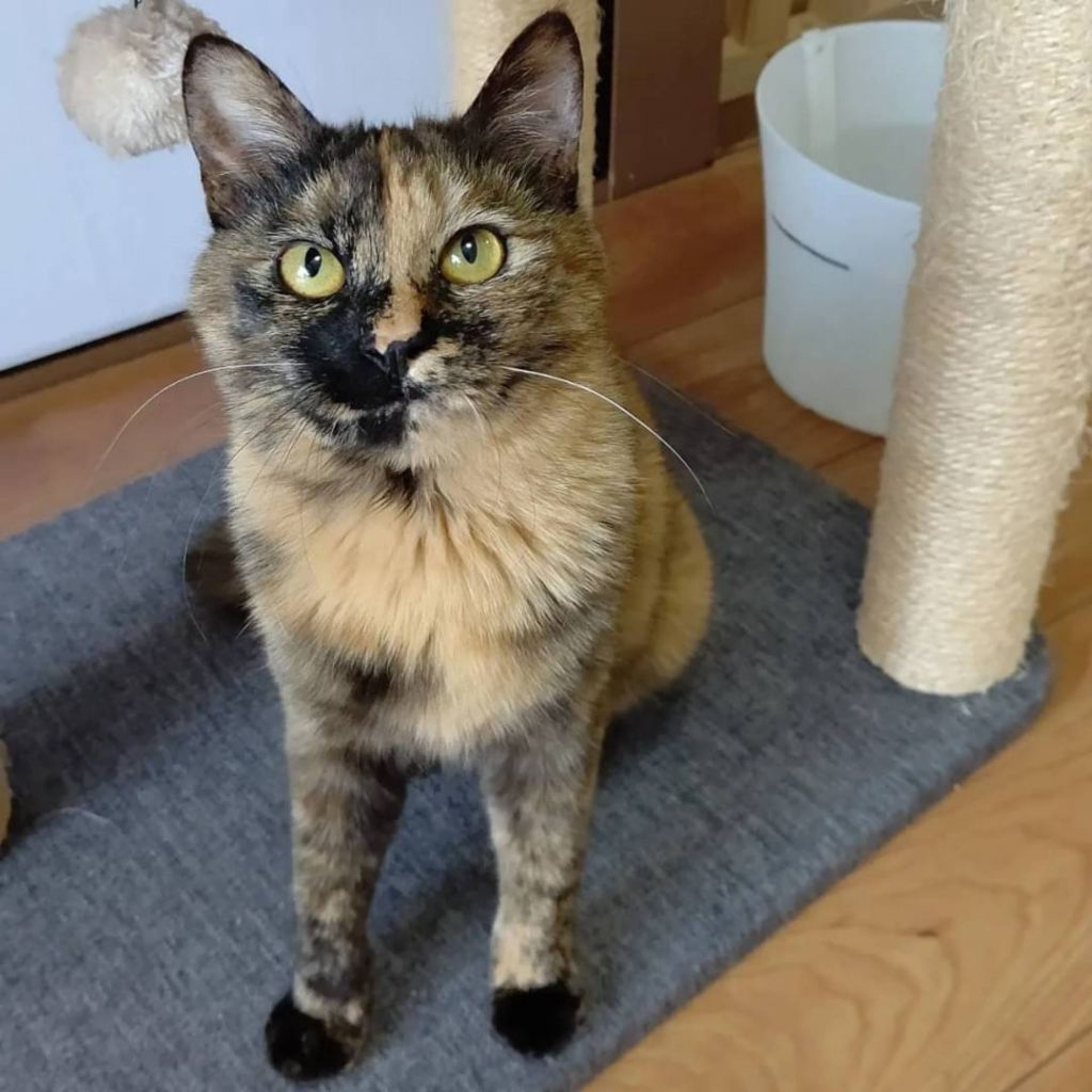 pet-image-3