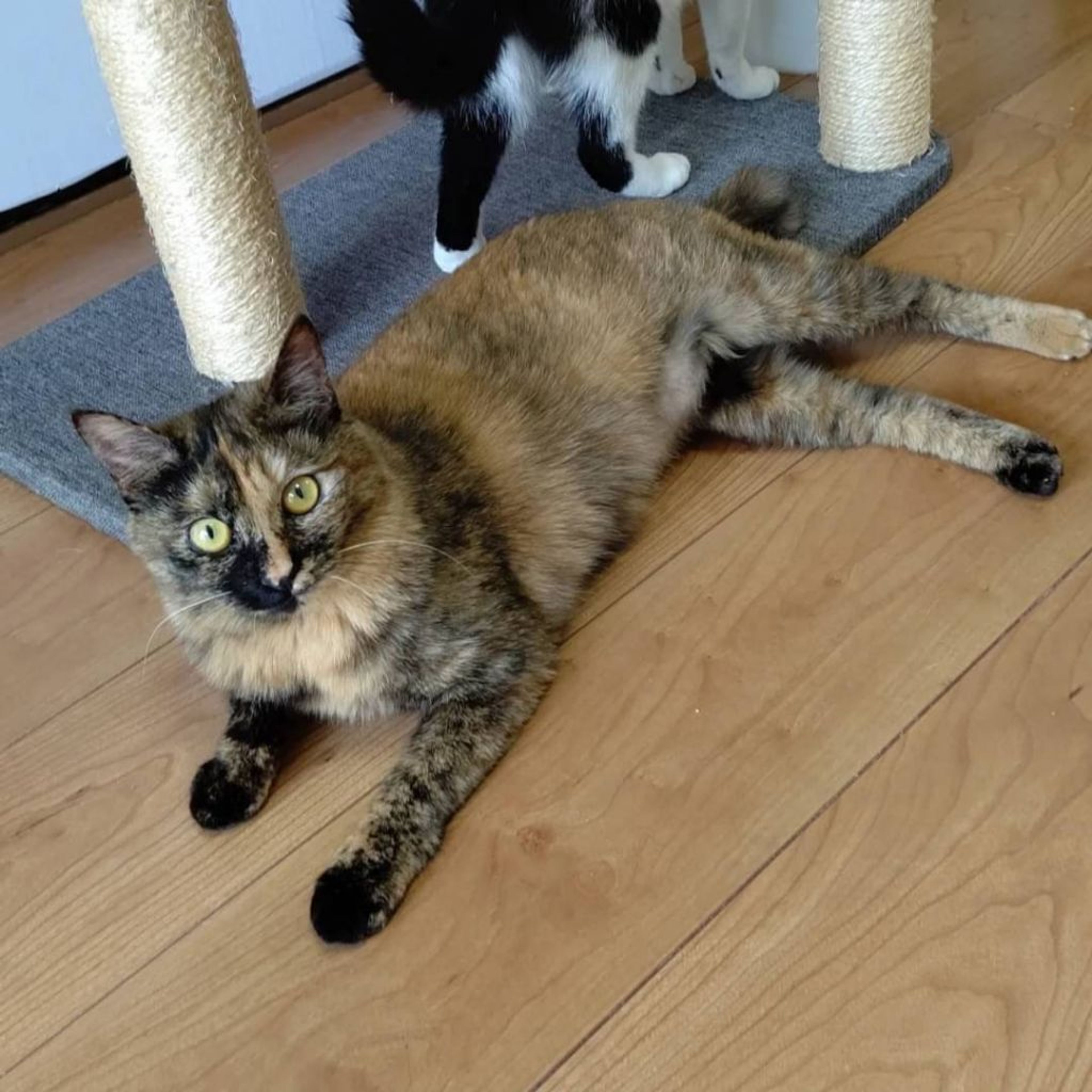 pet-image-5