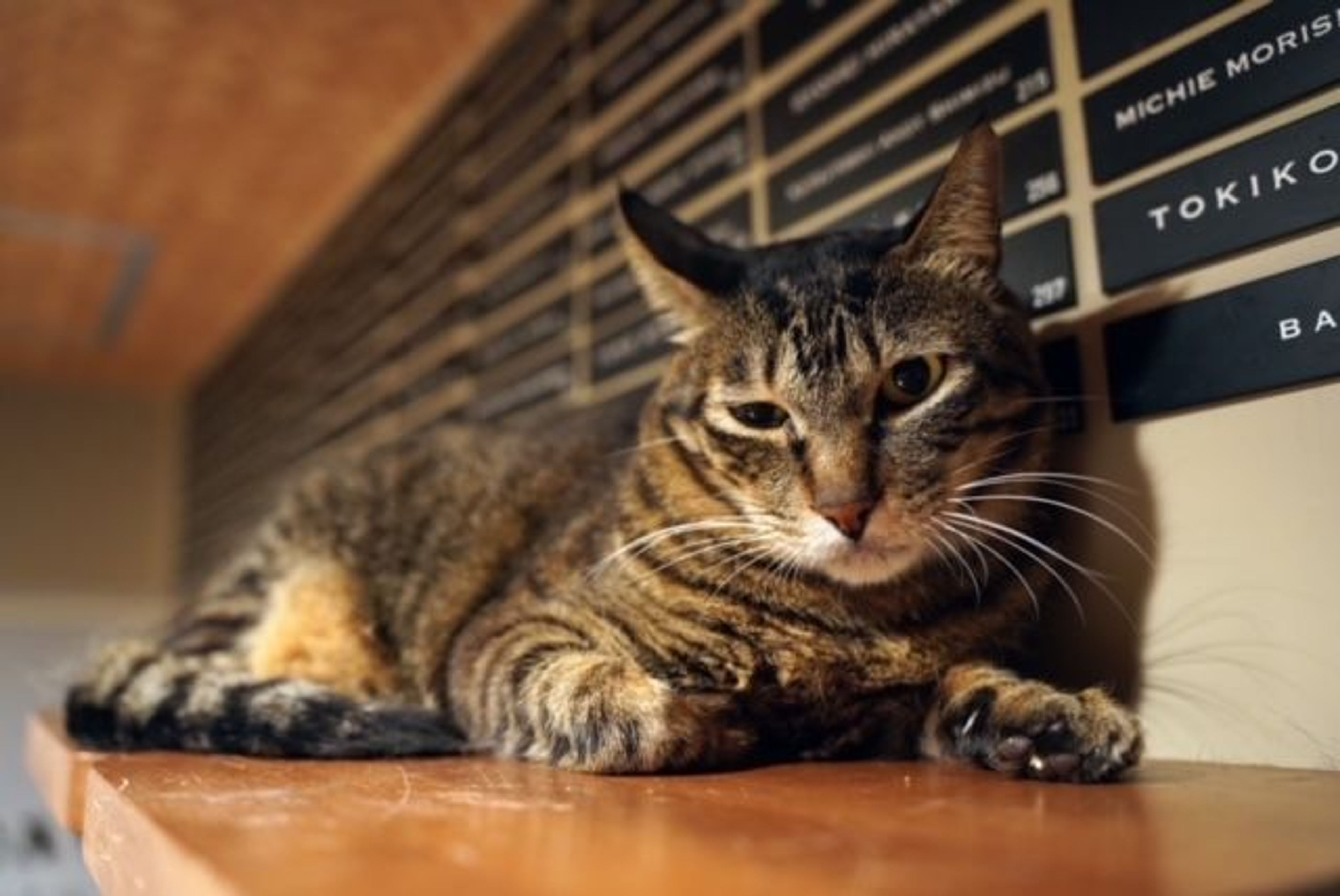 雑種（ミックス猫）・オスの里親募集の写真