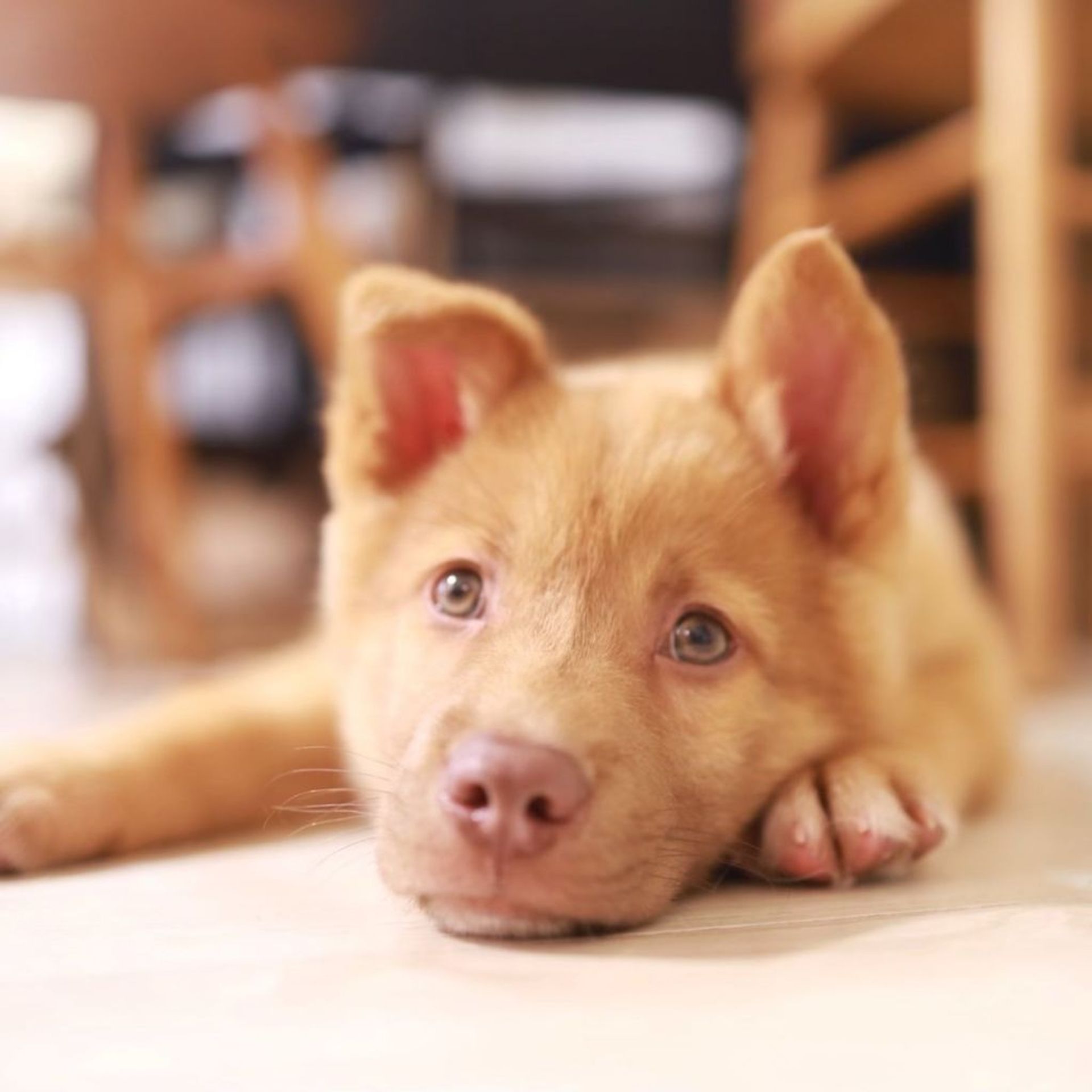 雑種（ミックス犬）・オスの里親募集の写真