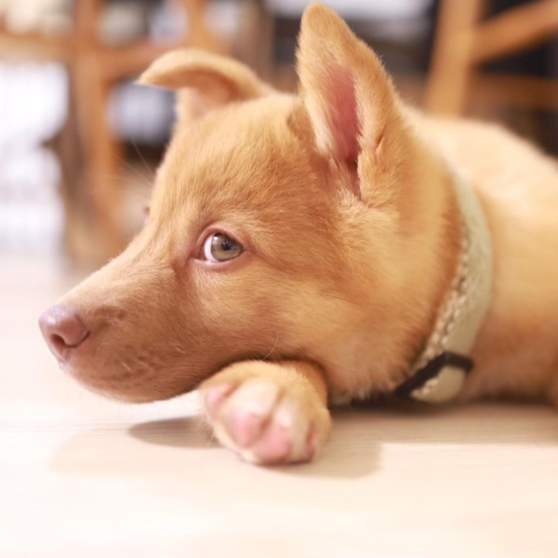 pet-image-3