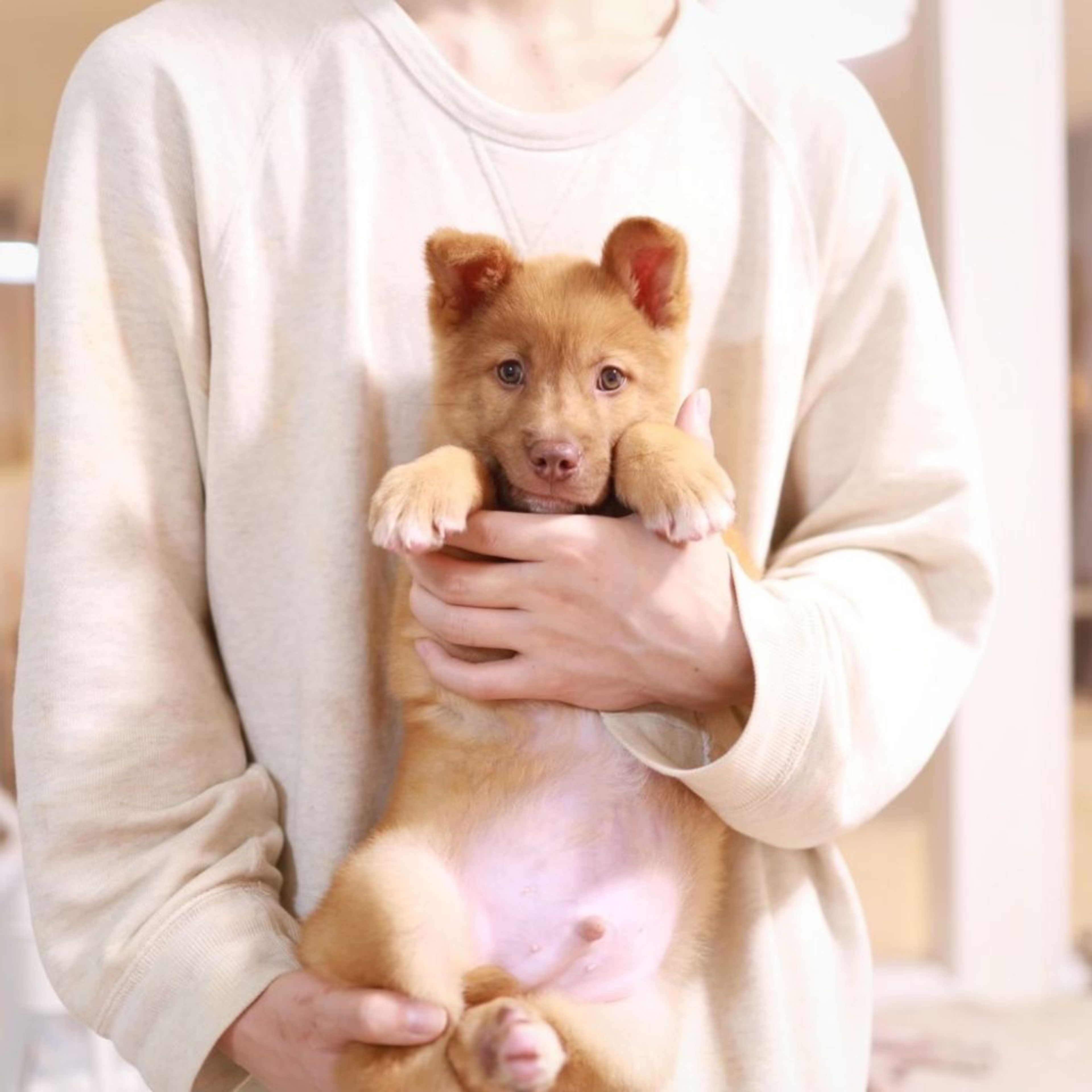 pet-image-4