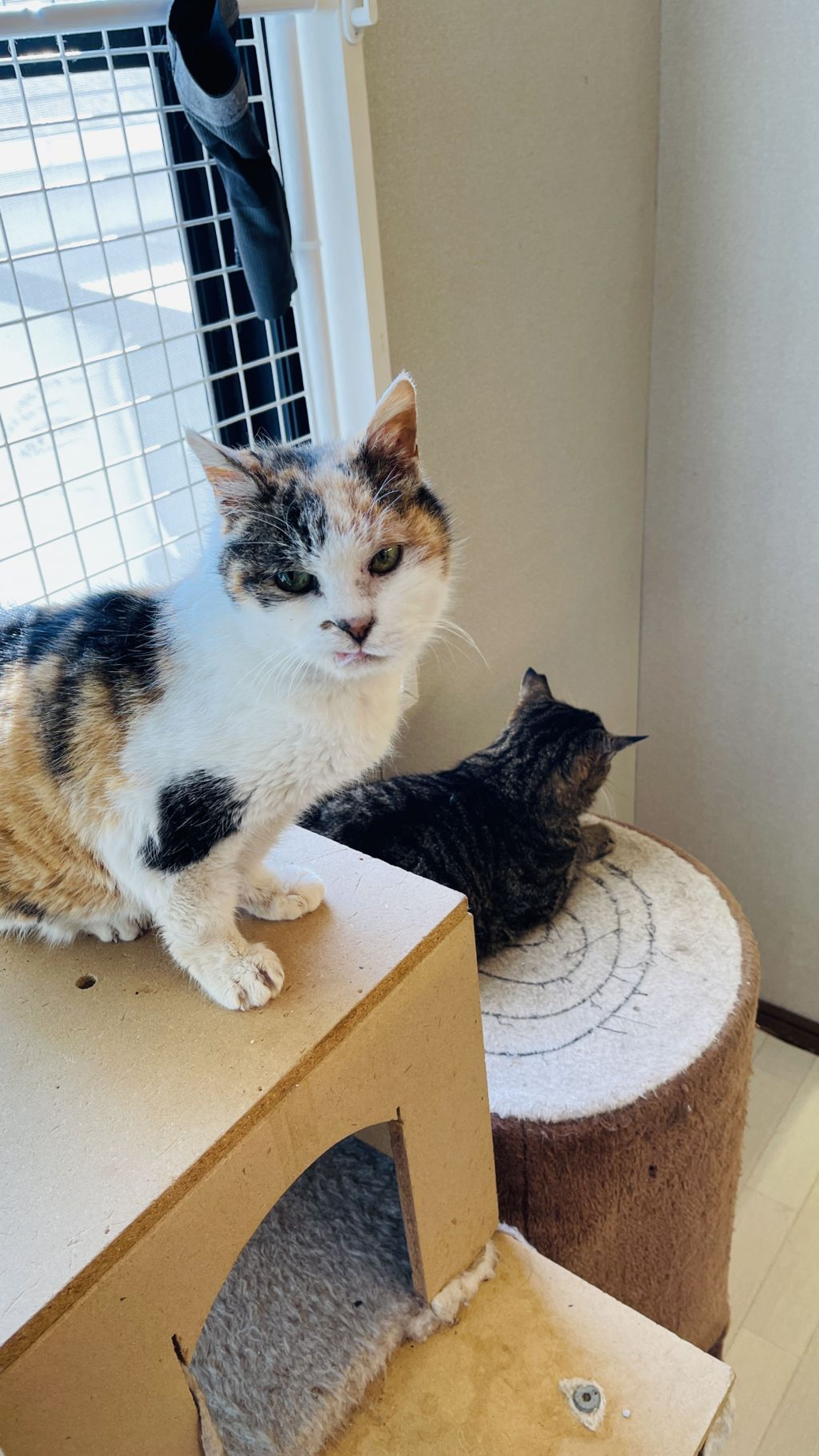 雑種（ミックス猫）・メスの里親募集の写真
