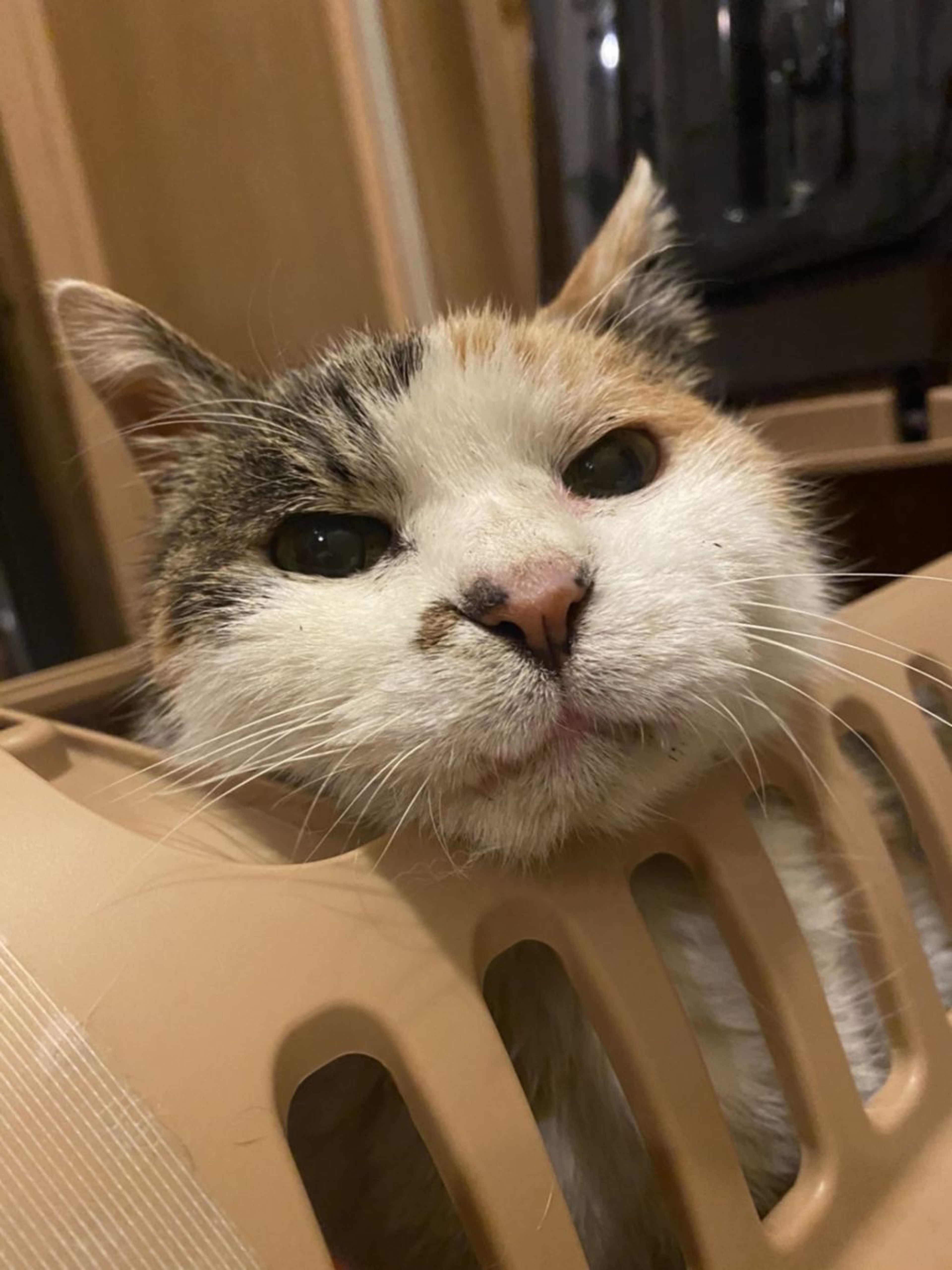 pet-image-3