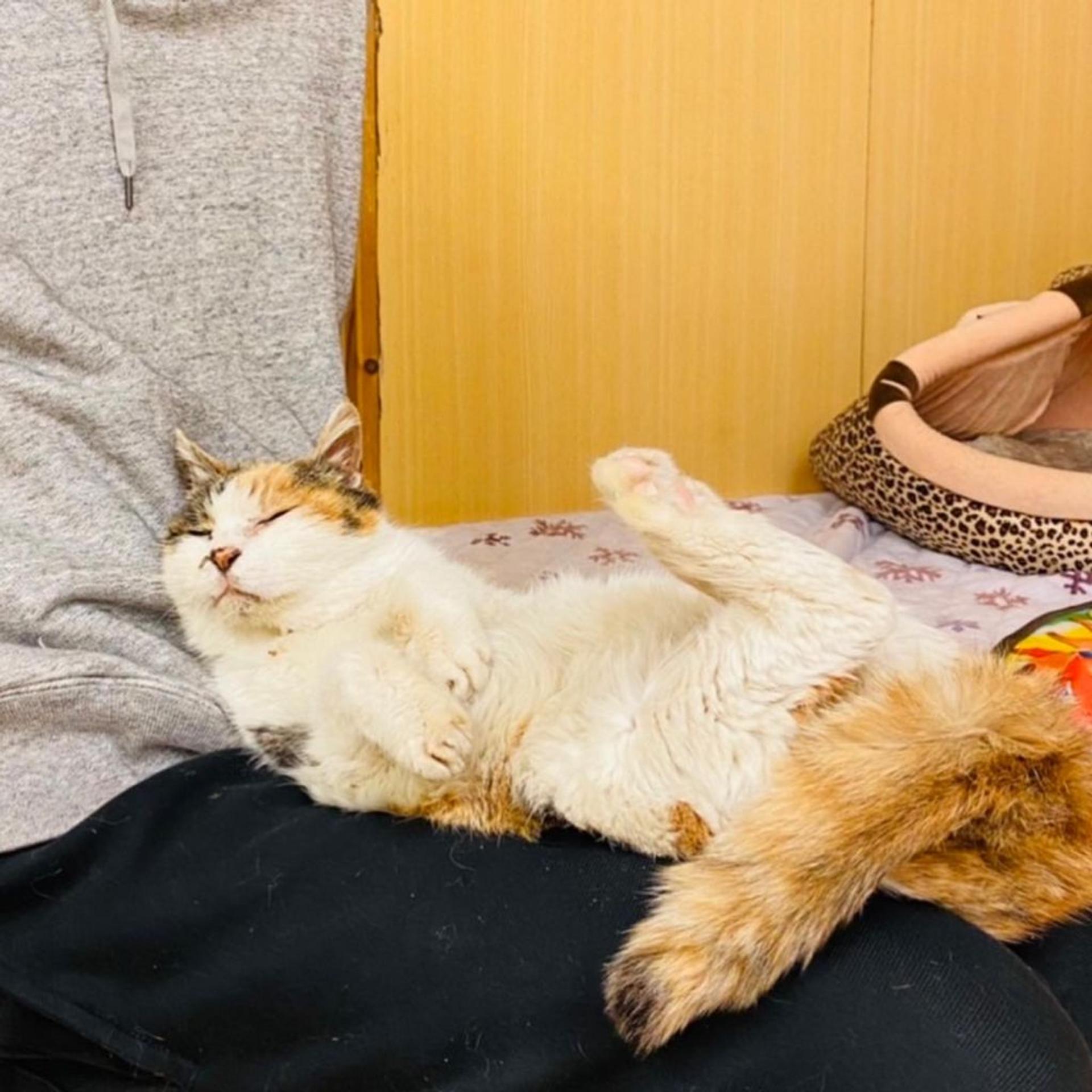 pet-image-4