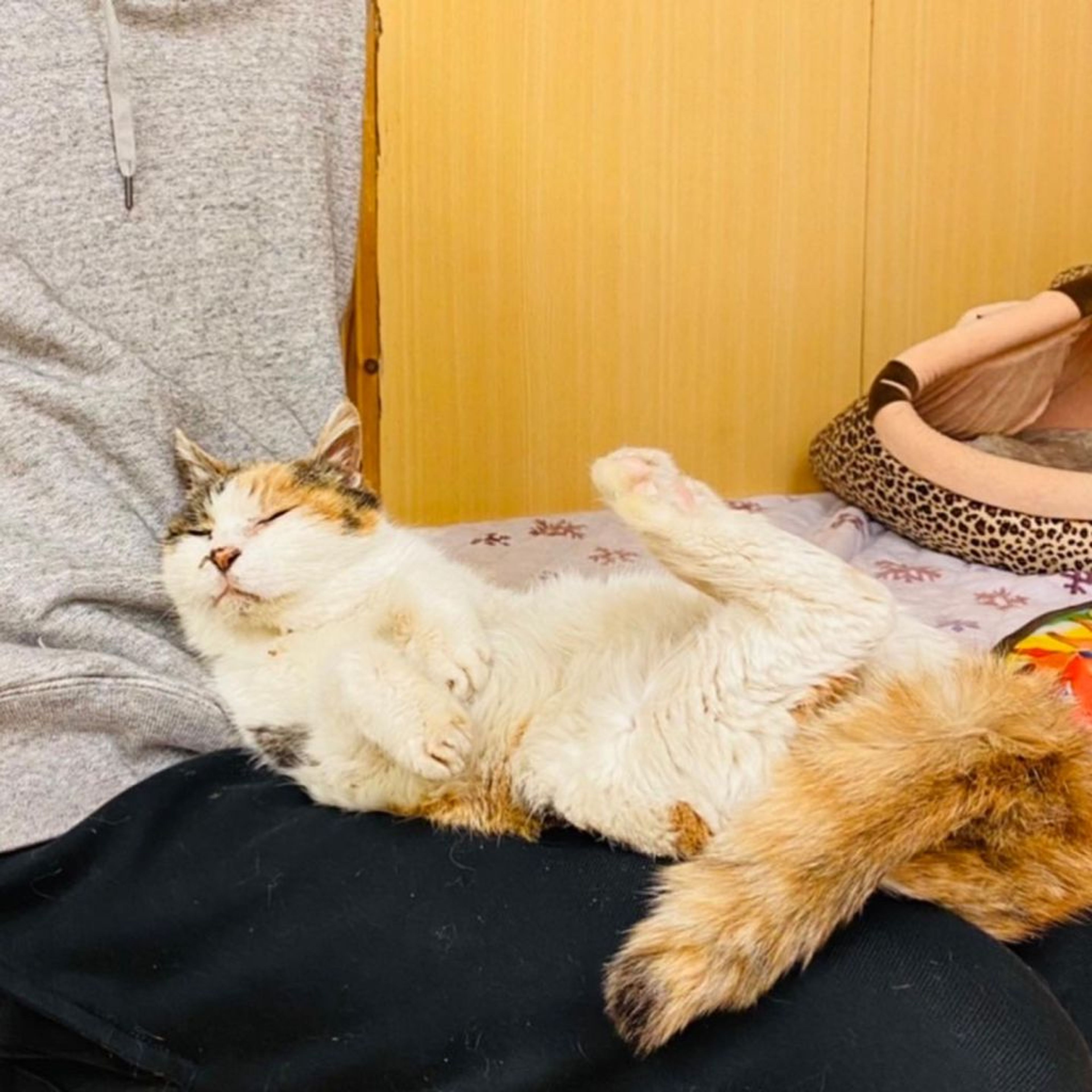 pet-image-4