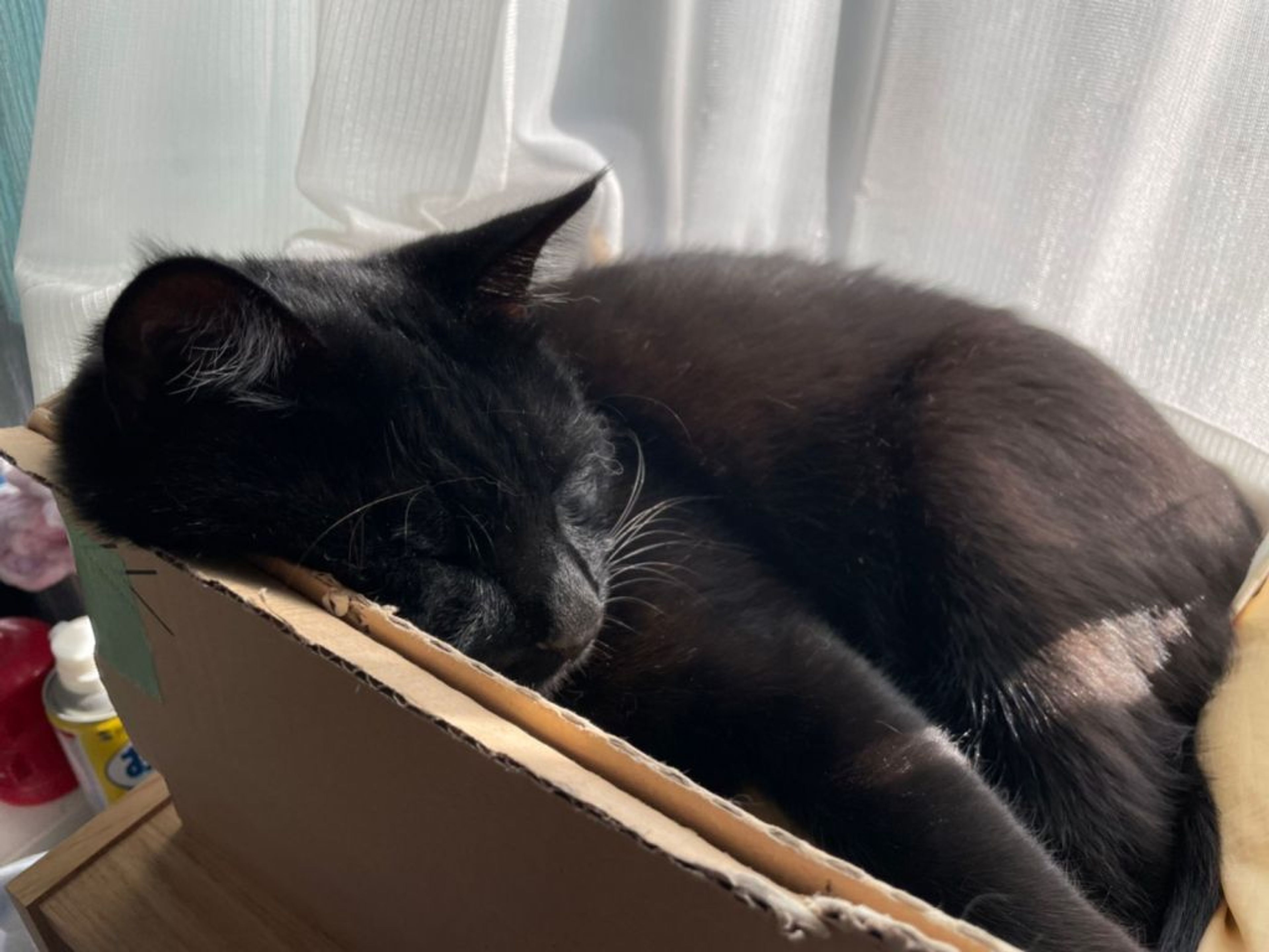pet-image-3