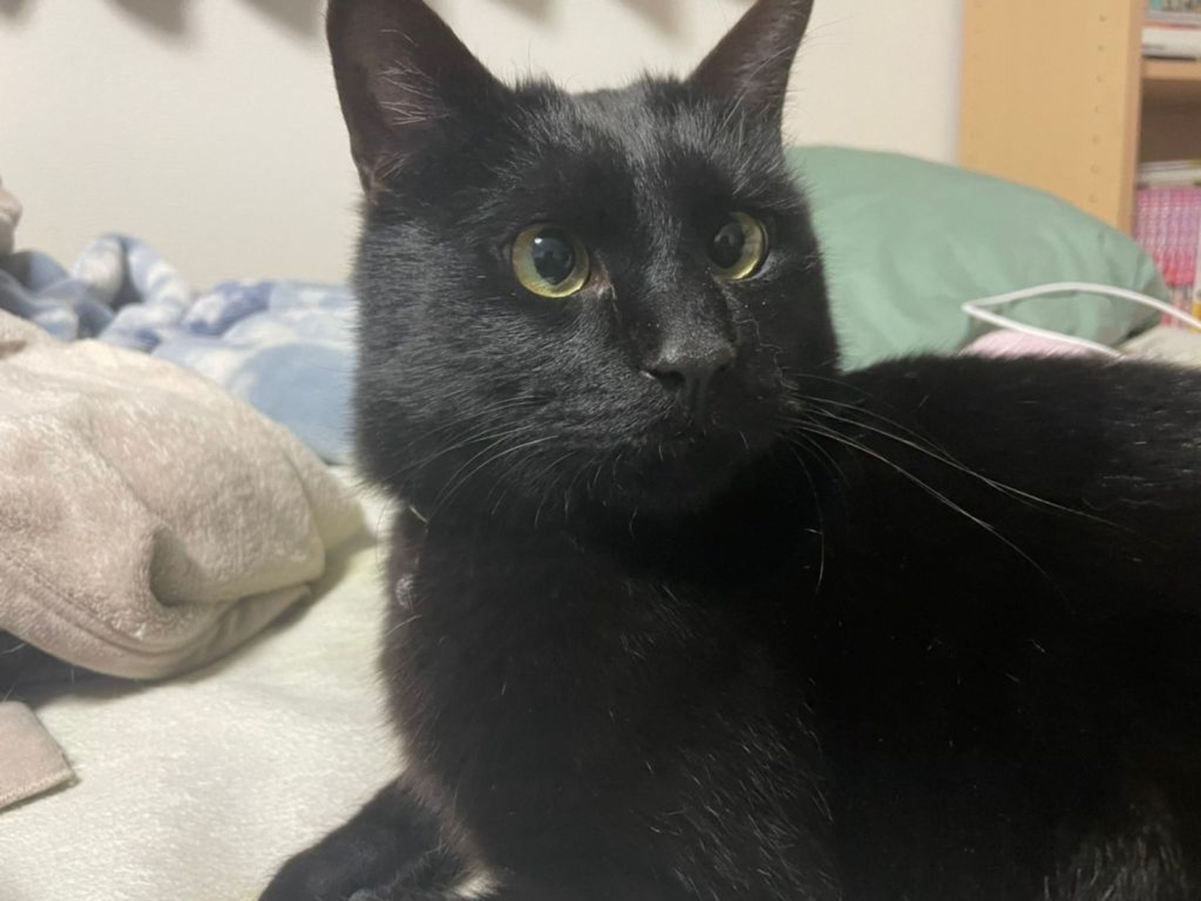 pet-image-5