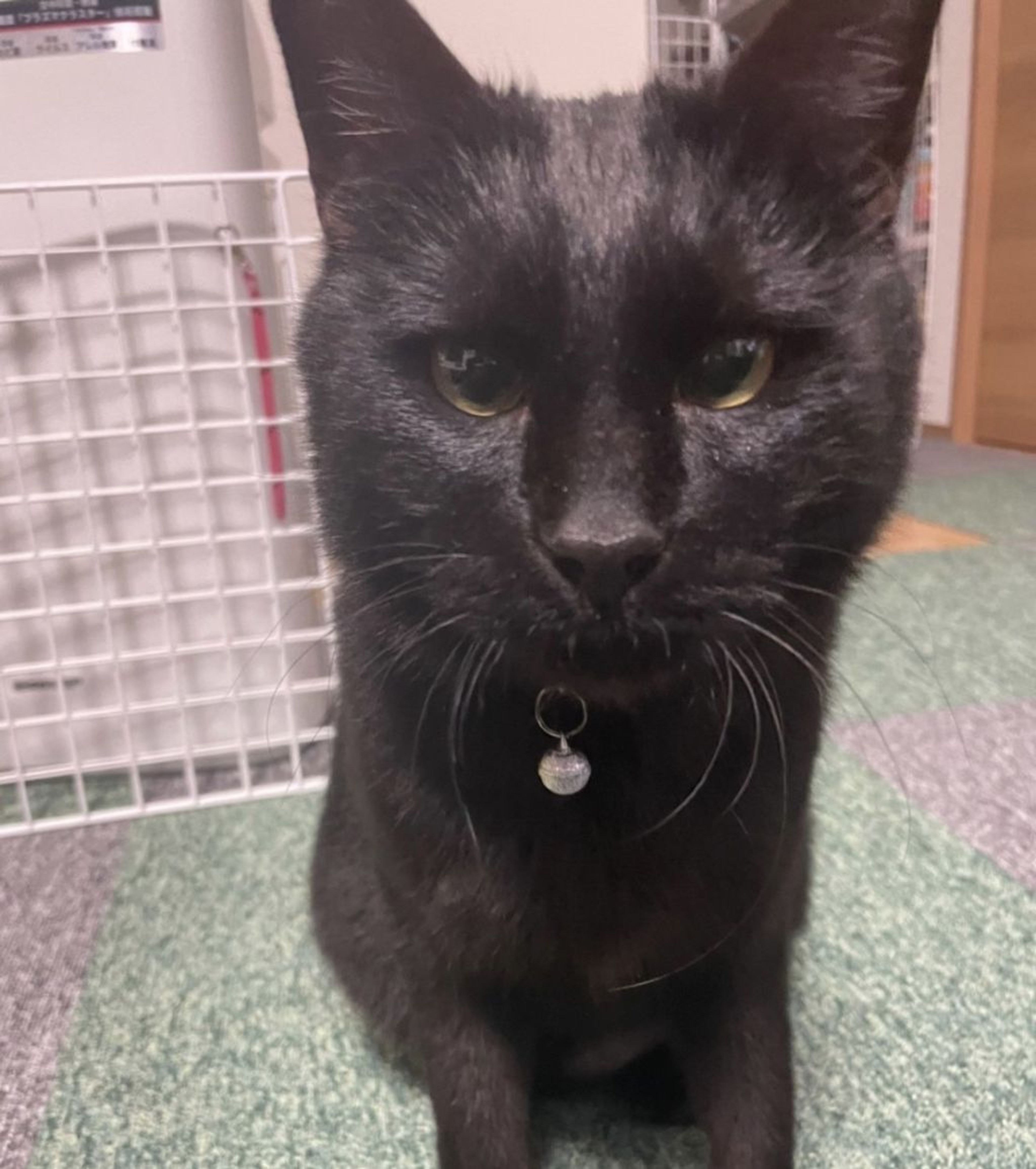 pet-image-8