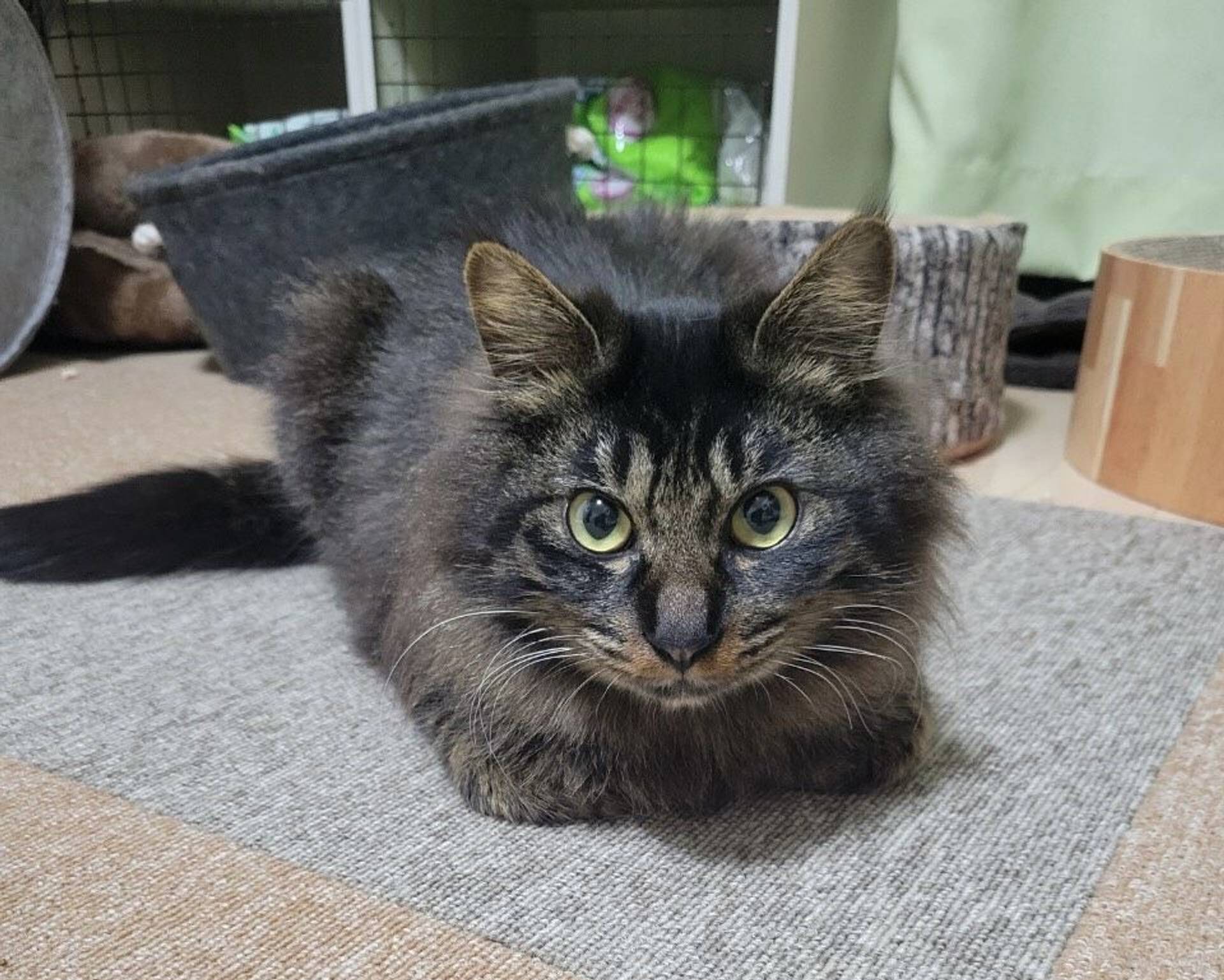 雑種（ミックス猫）・オスの里親募集の写真