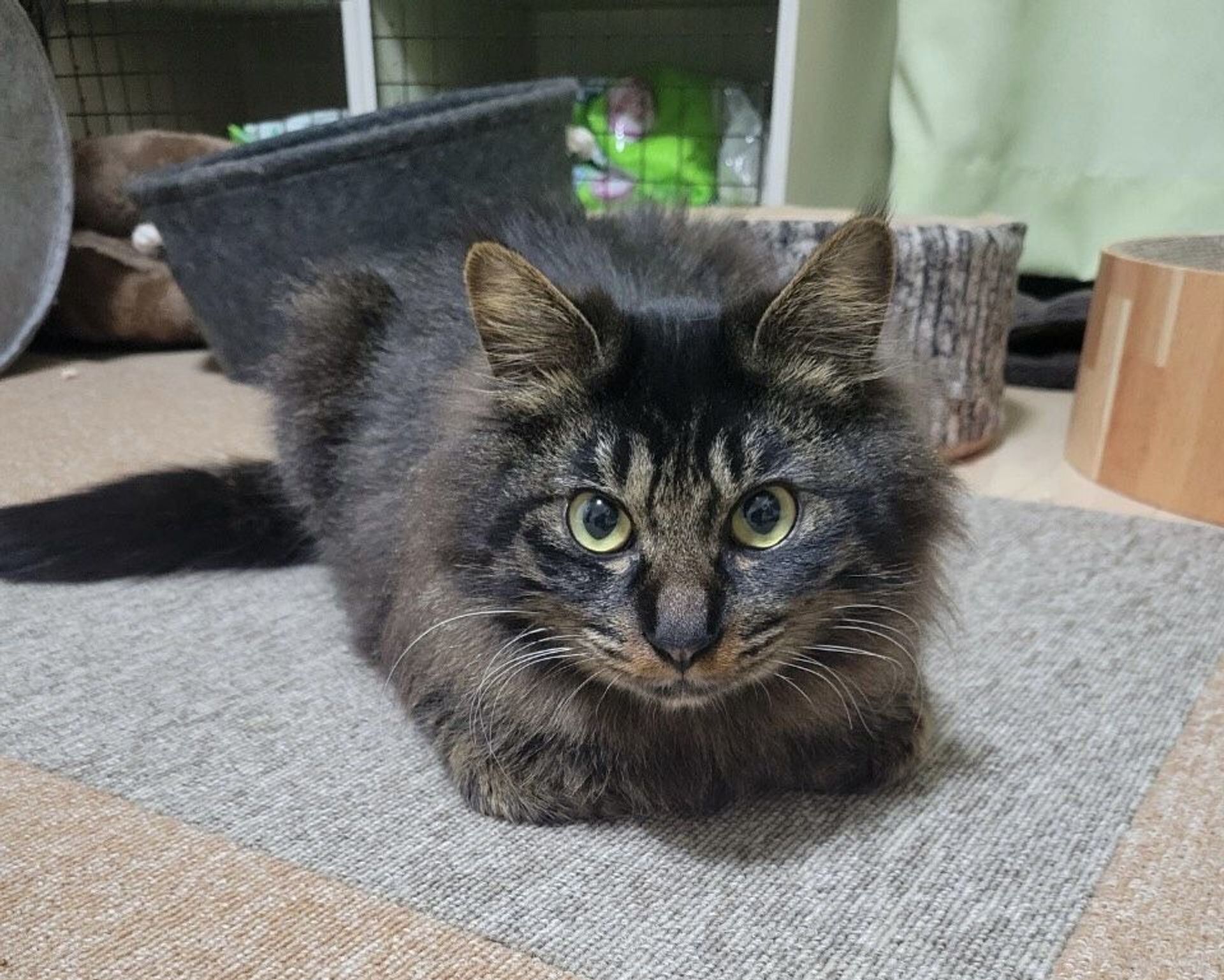 雑種（ミックス猫）・オスの里親募集の写真