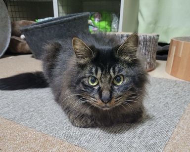 ナイト